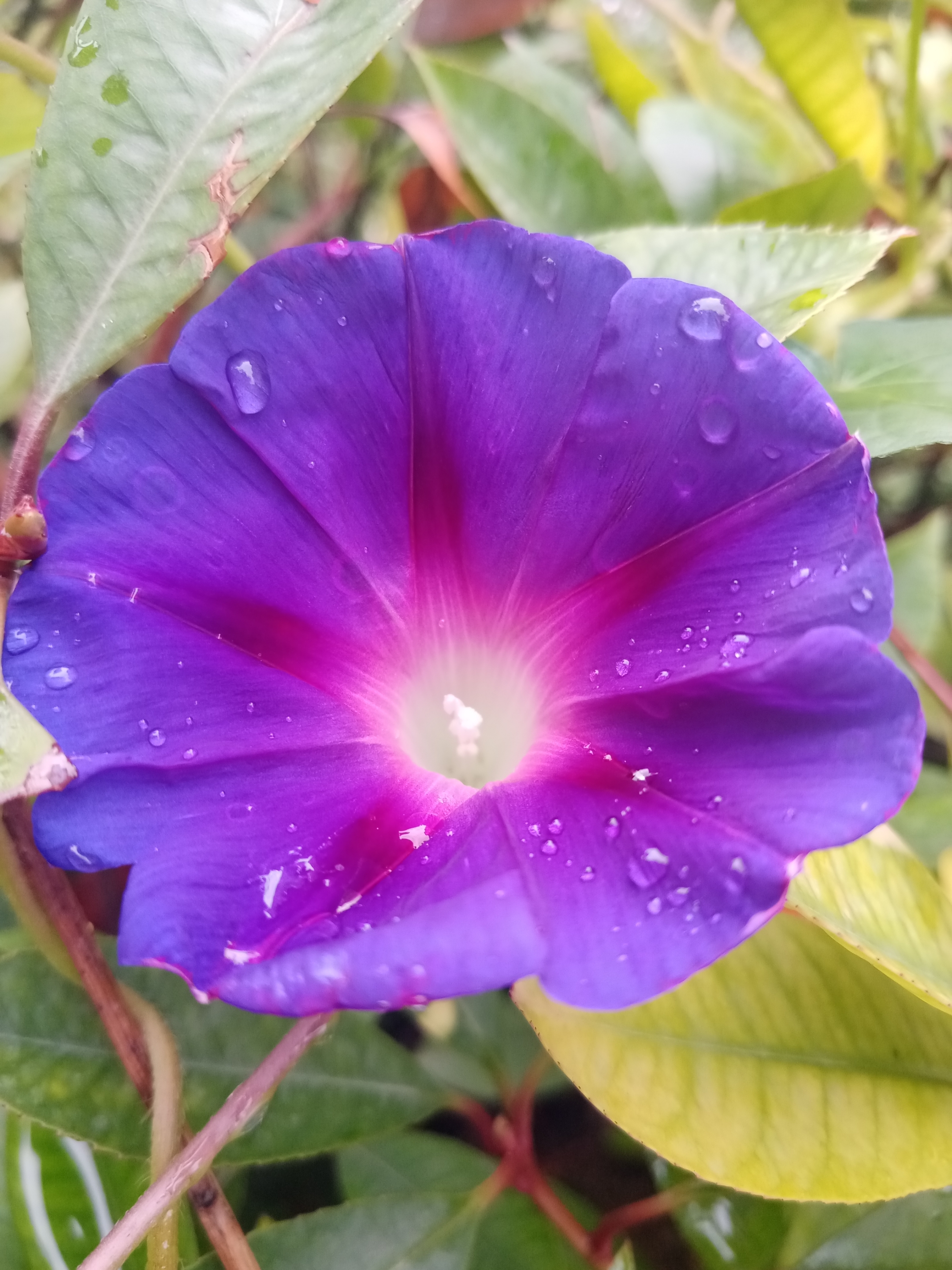 牵牛花