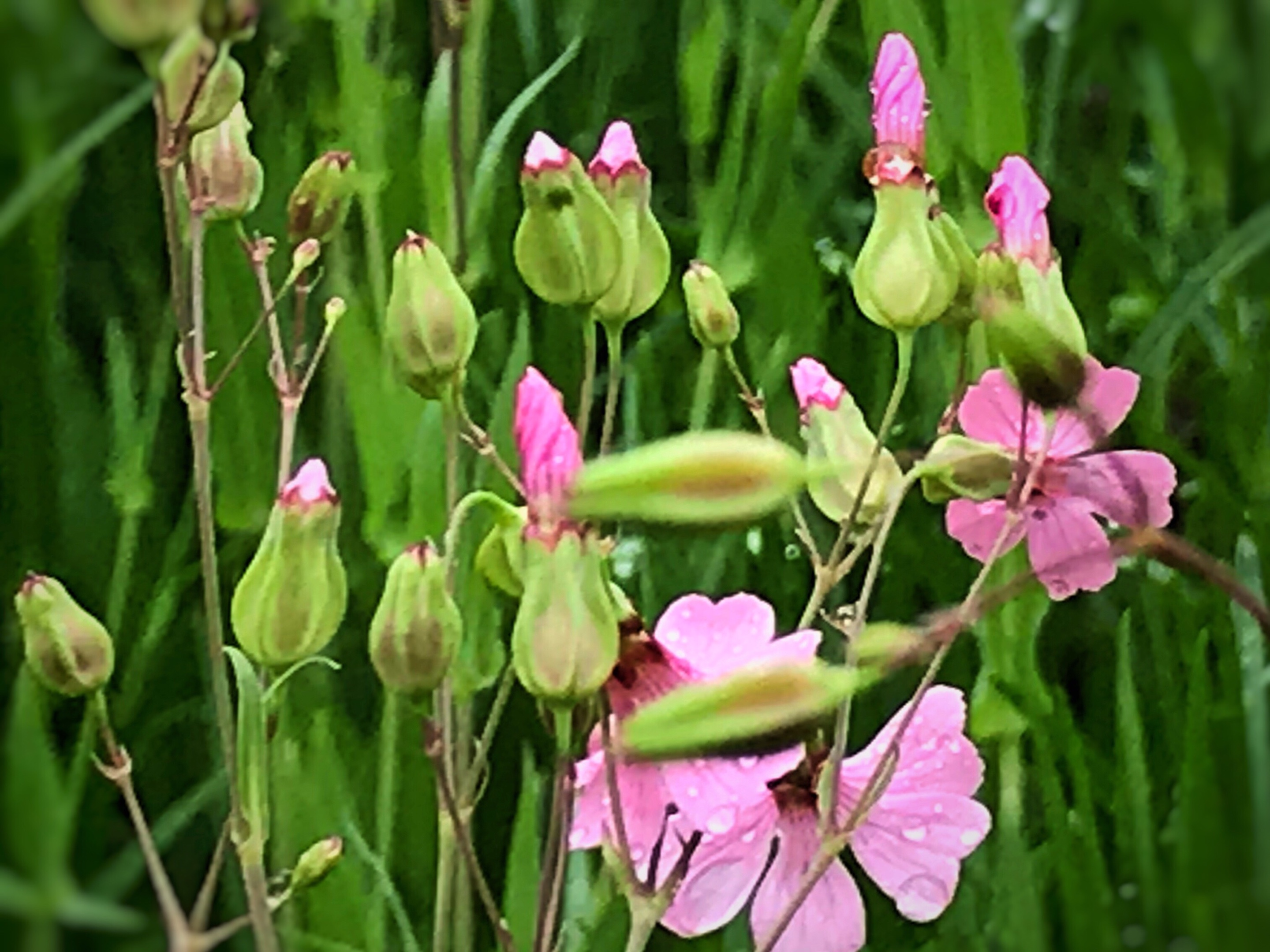 首发麦蓝菜