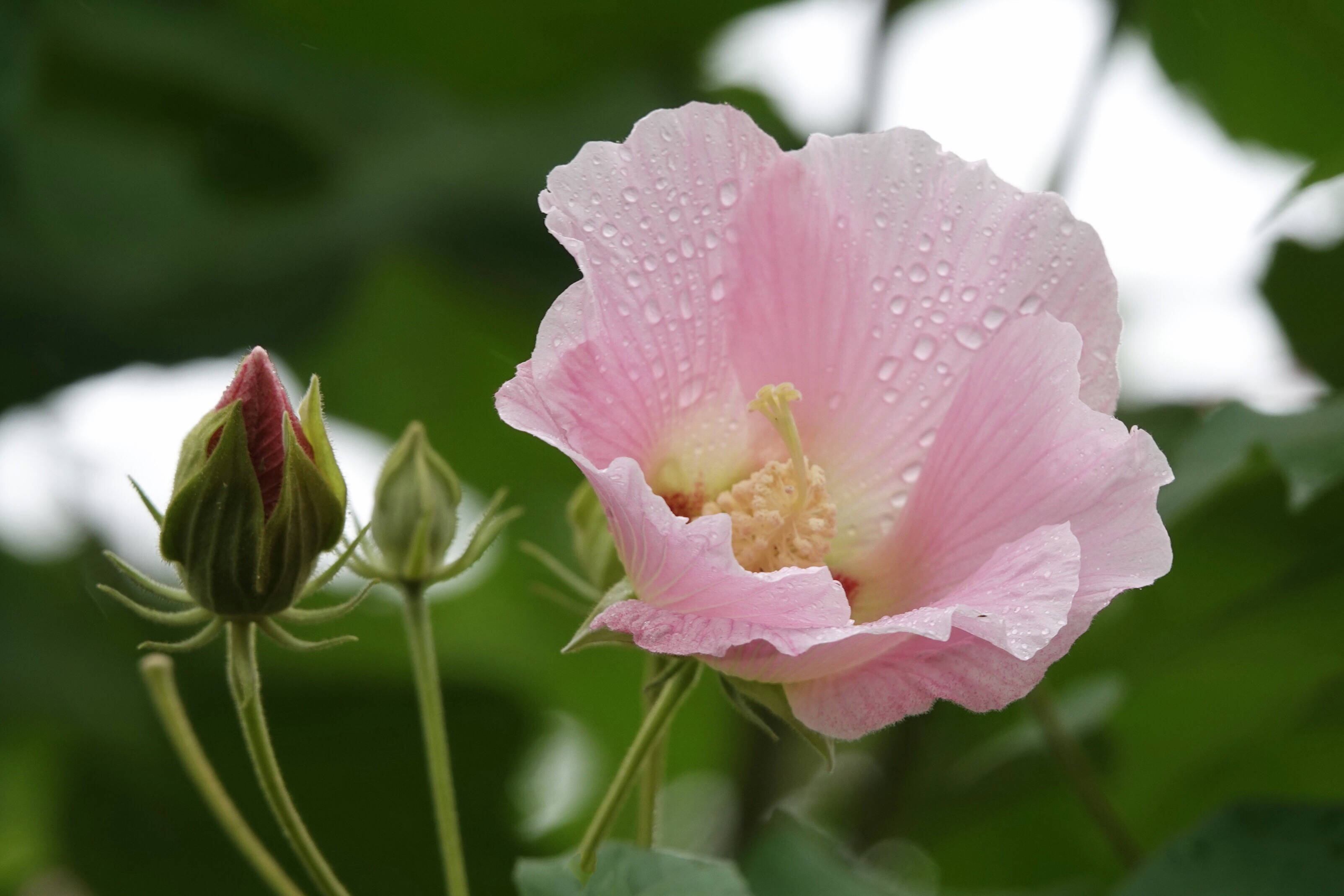 我惊叹大自然的杰作 雨中的芙蓉花 竟然可以如此唯美 与芙蓉花倾情