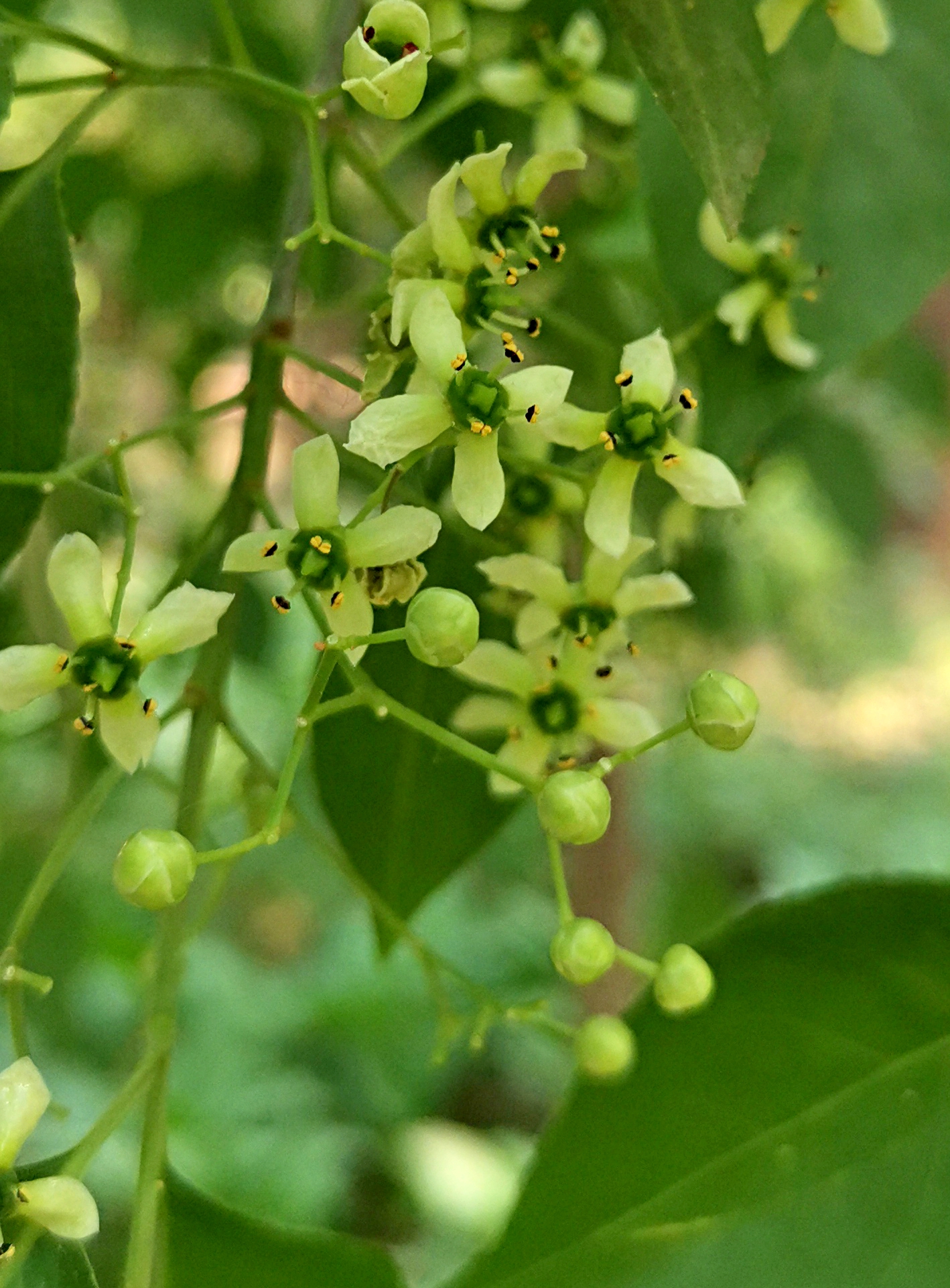 白杜花首发