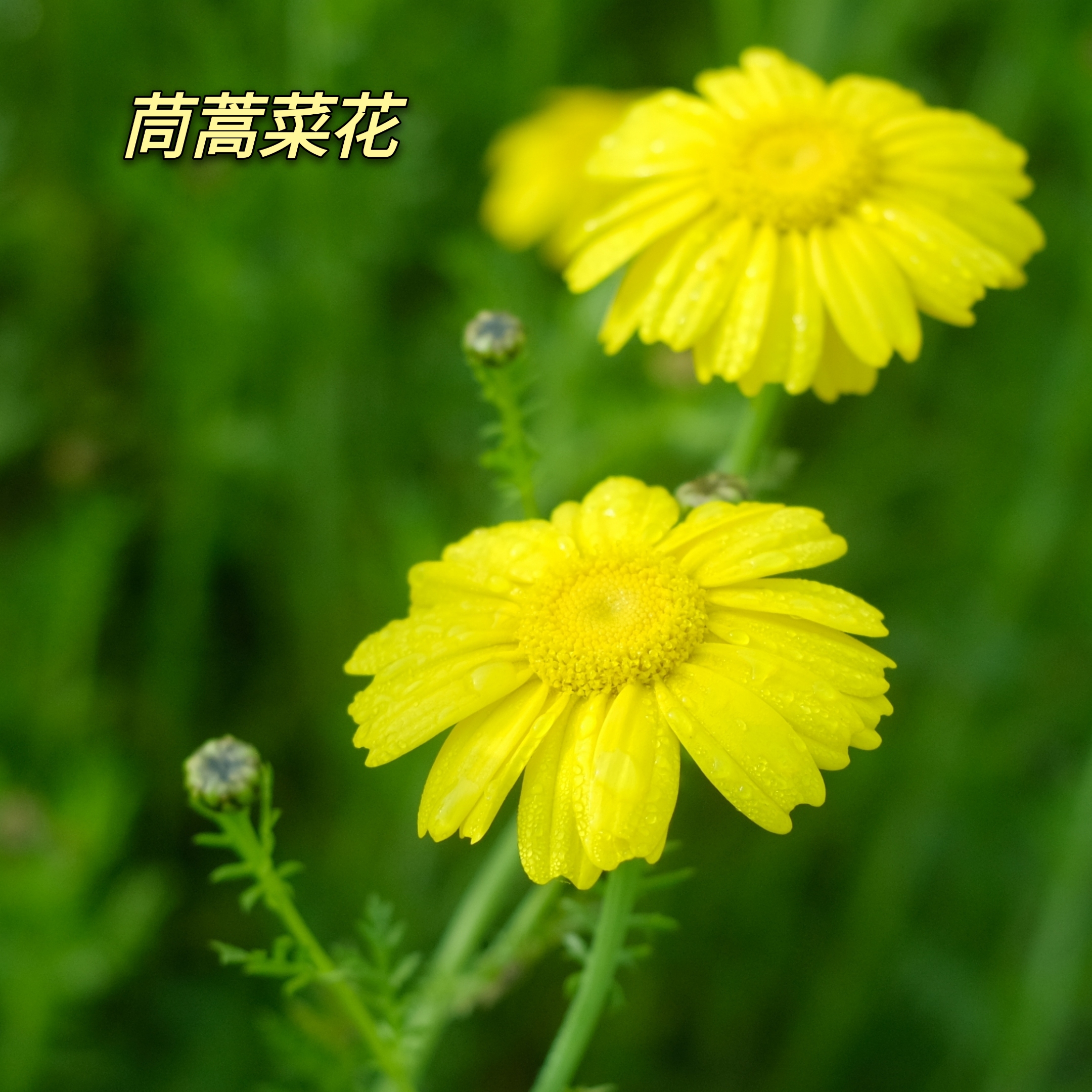 明黄色的*茼蒿菜花