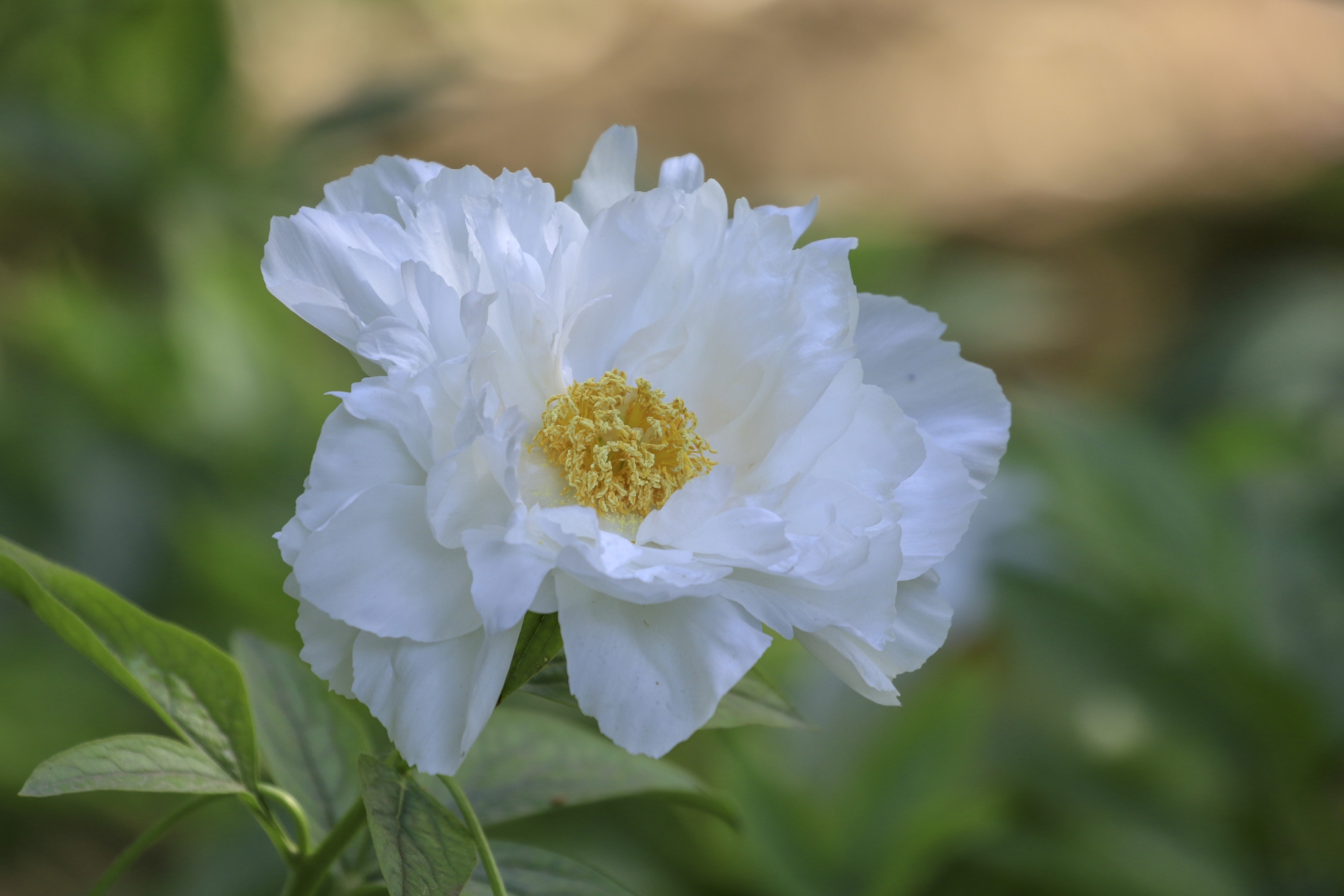 【首发】五月花仙～芍药花