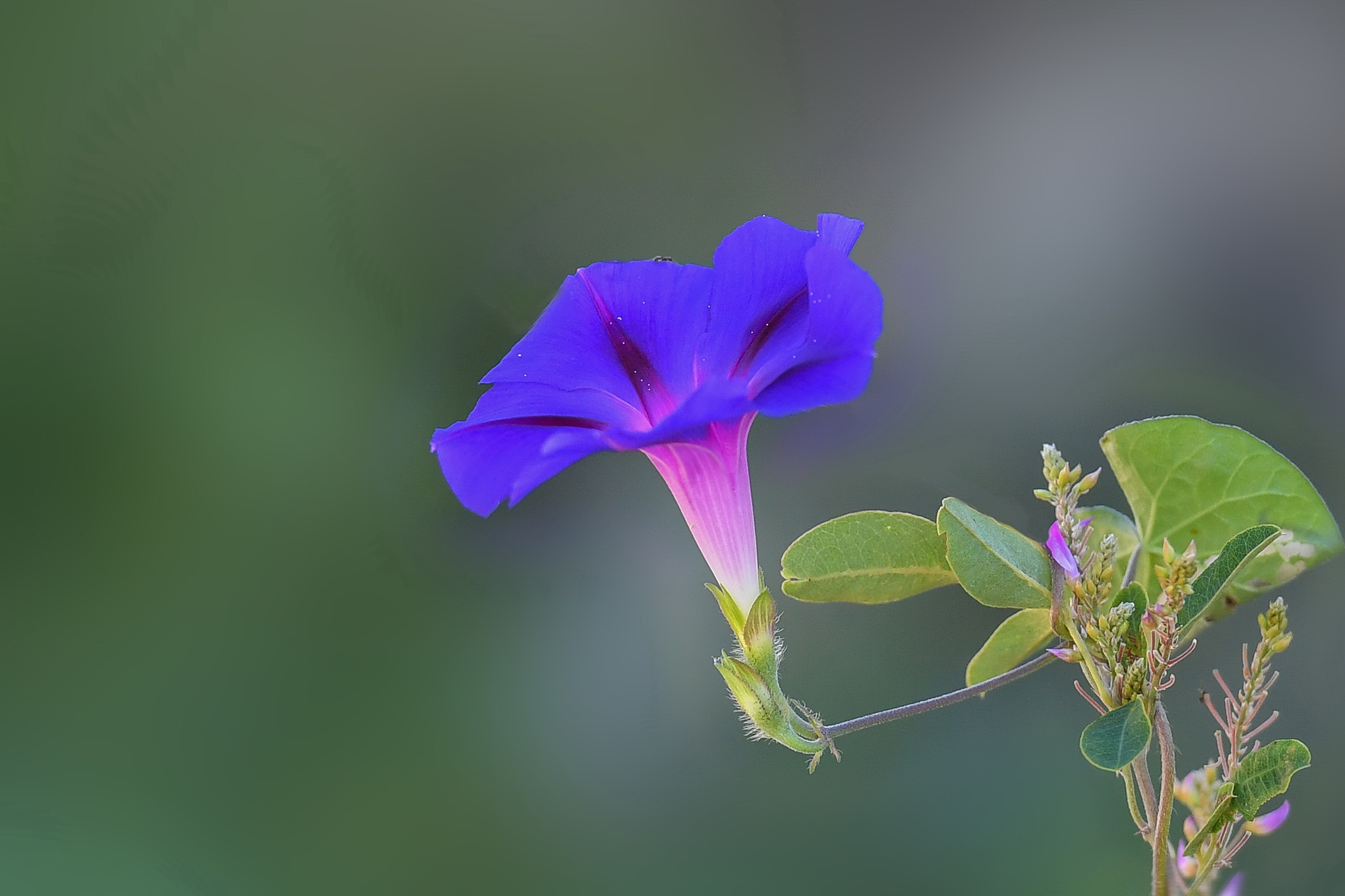 牵牛花