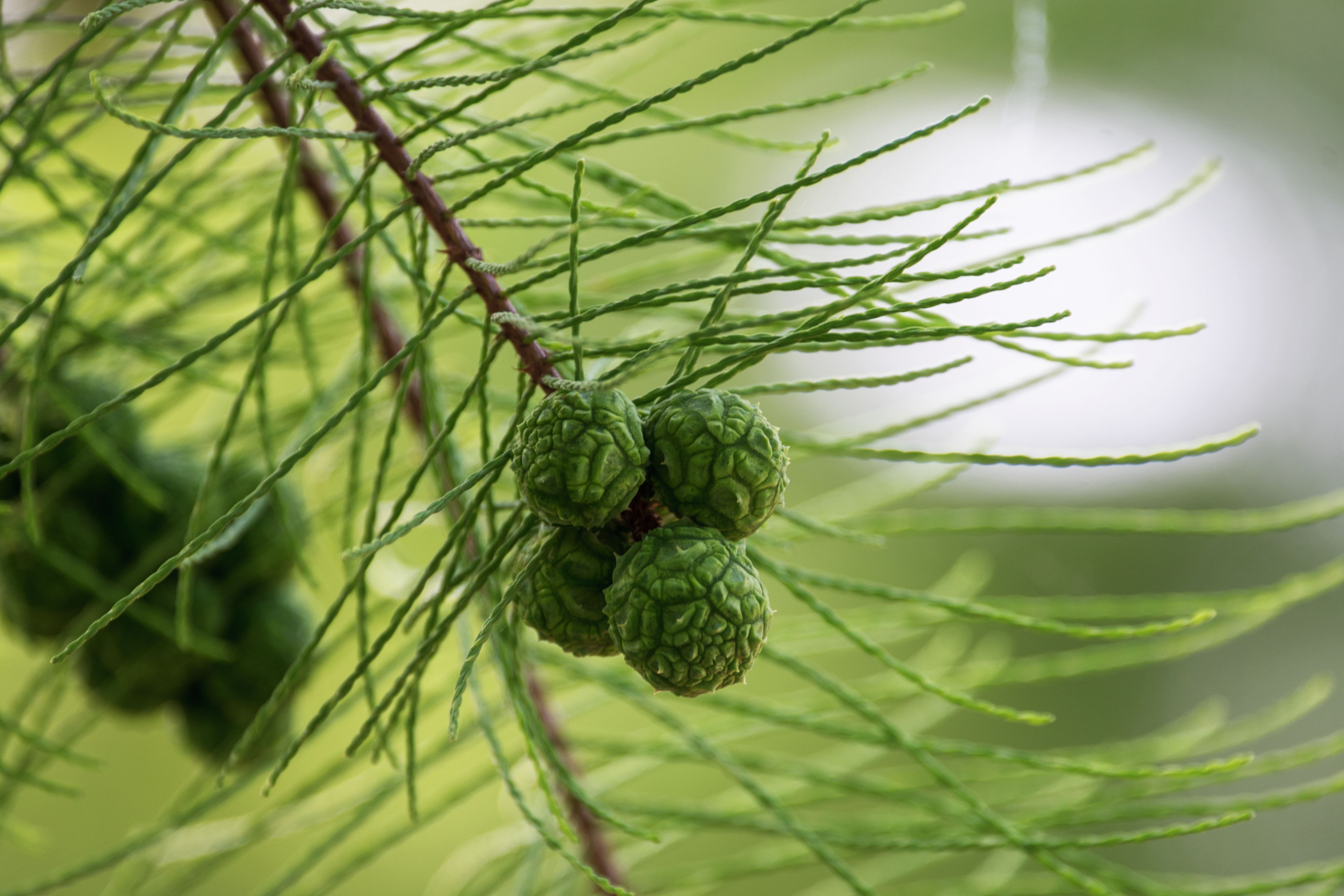 首发初夏的池杉球果