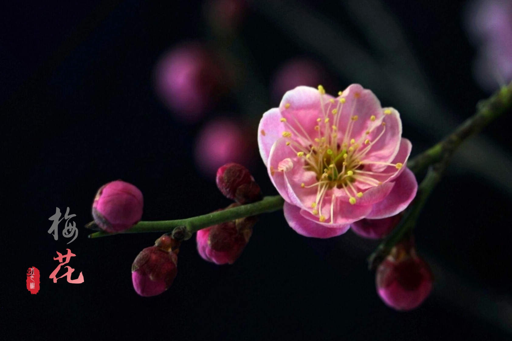 古往今来,梅花都颇受人们的喜爱和赞赏,梅花坚强,忠贞,高雅,恬静