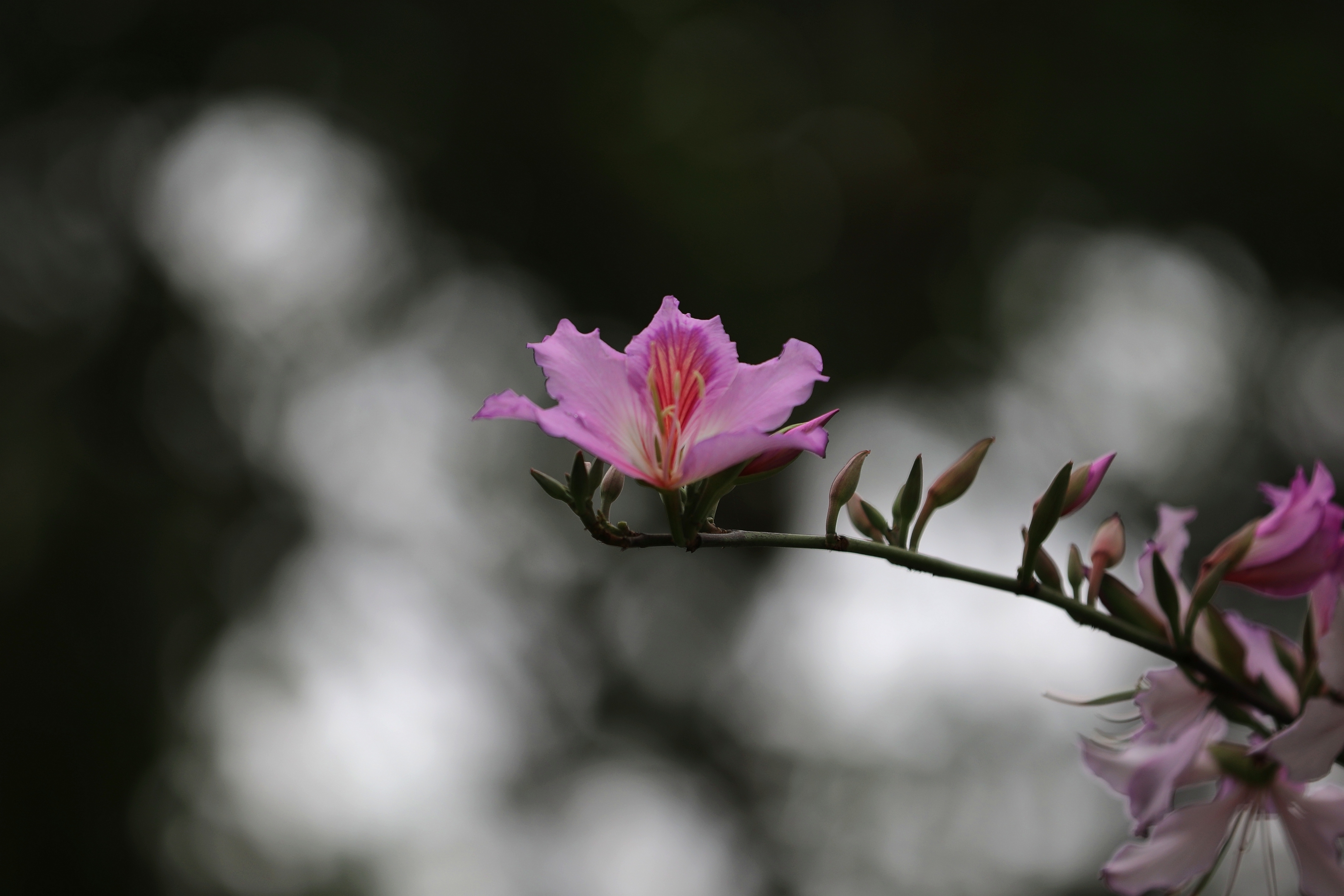 紫荆花