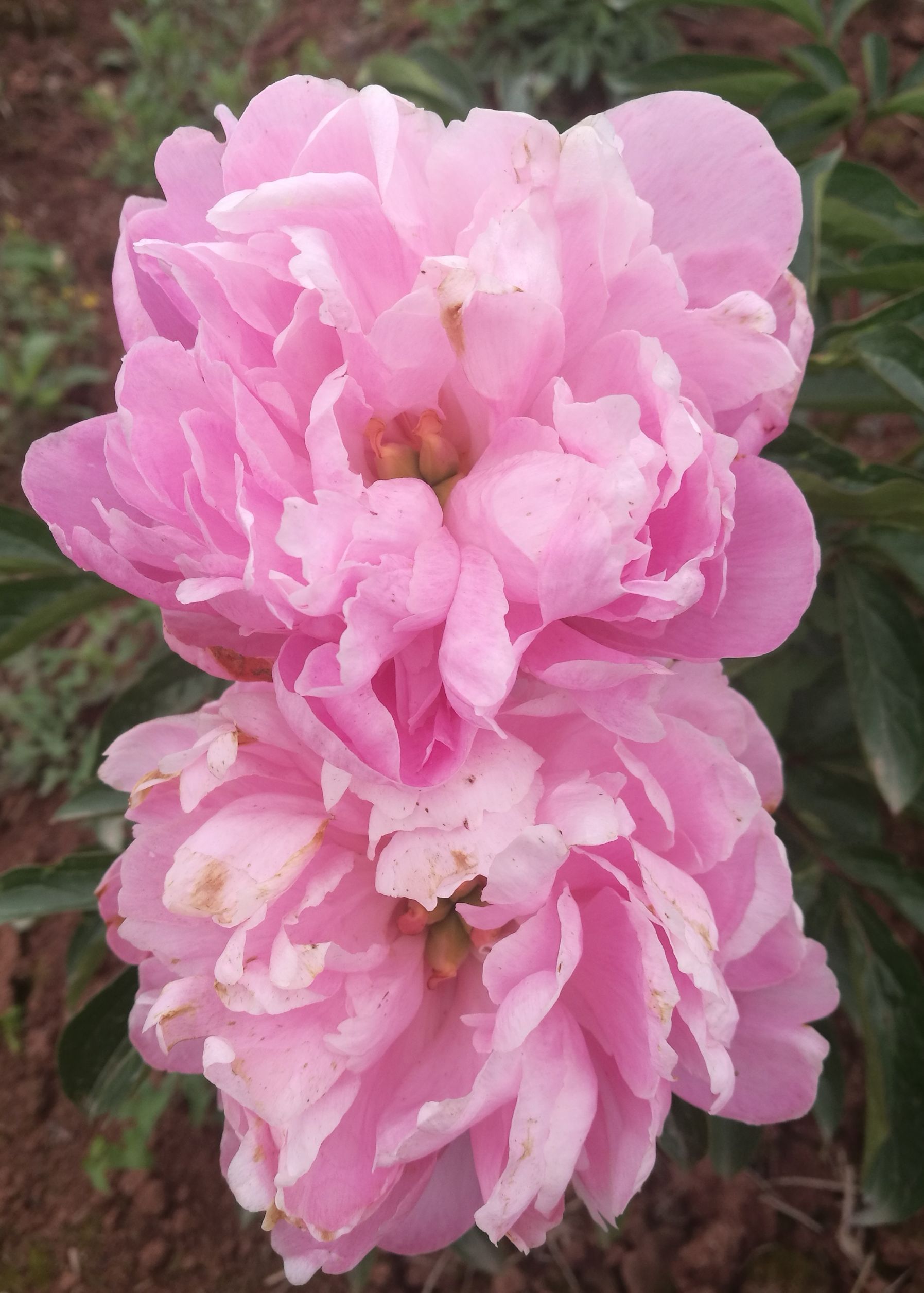 【首发】芍药