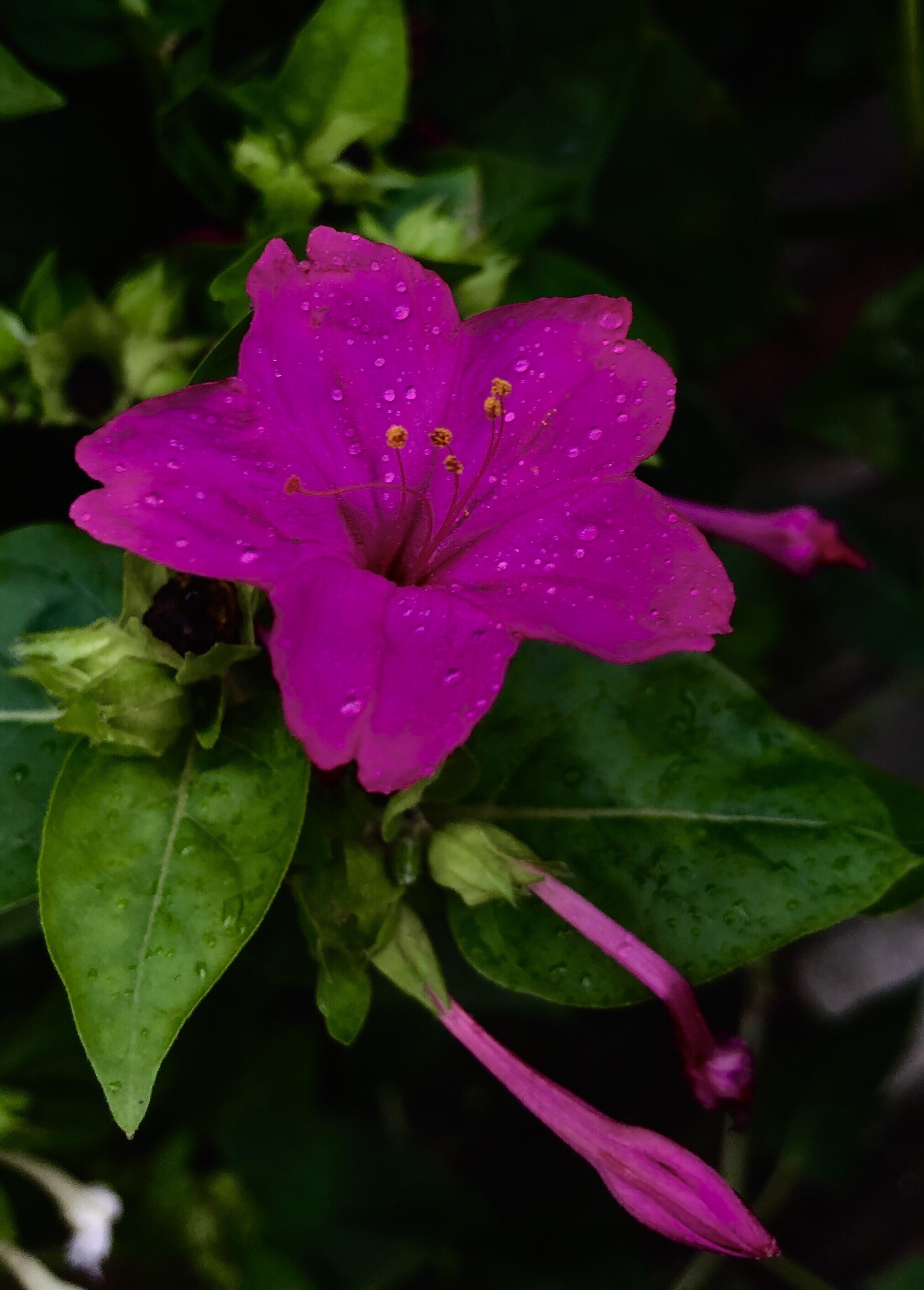 因其花朵紫红,香如茉莉,而得名.   2,夜来香.