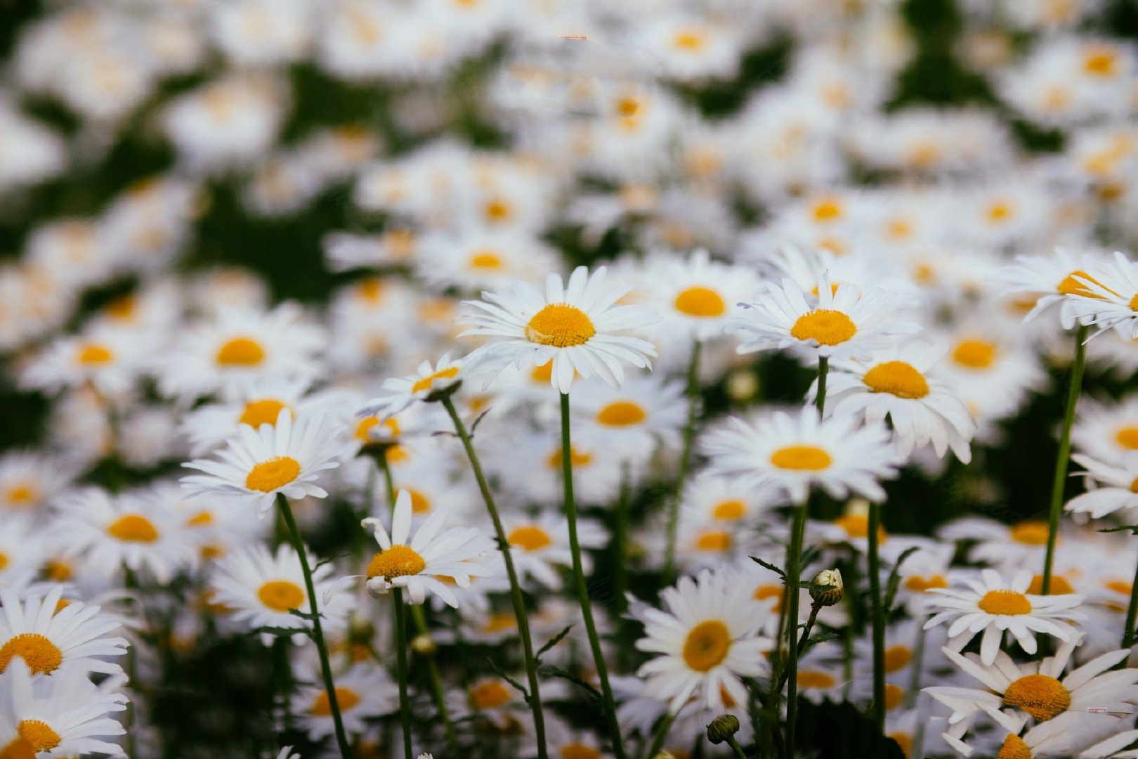 原创【首发】友爱之花大滨菊