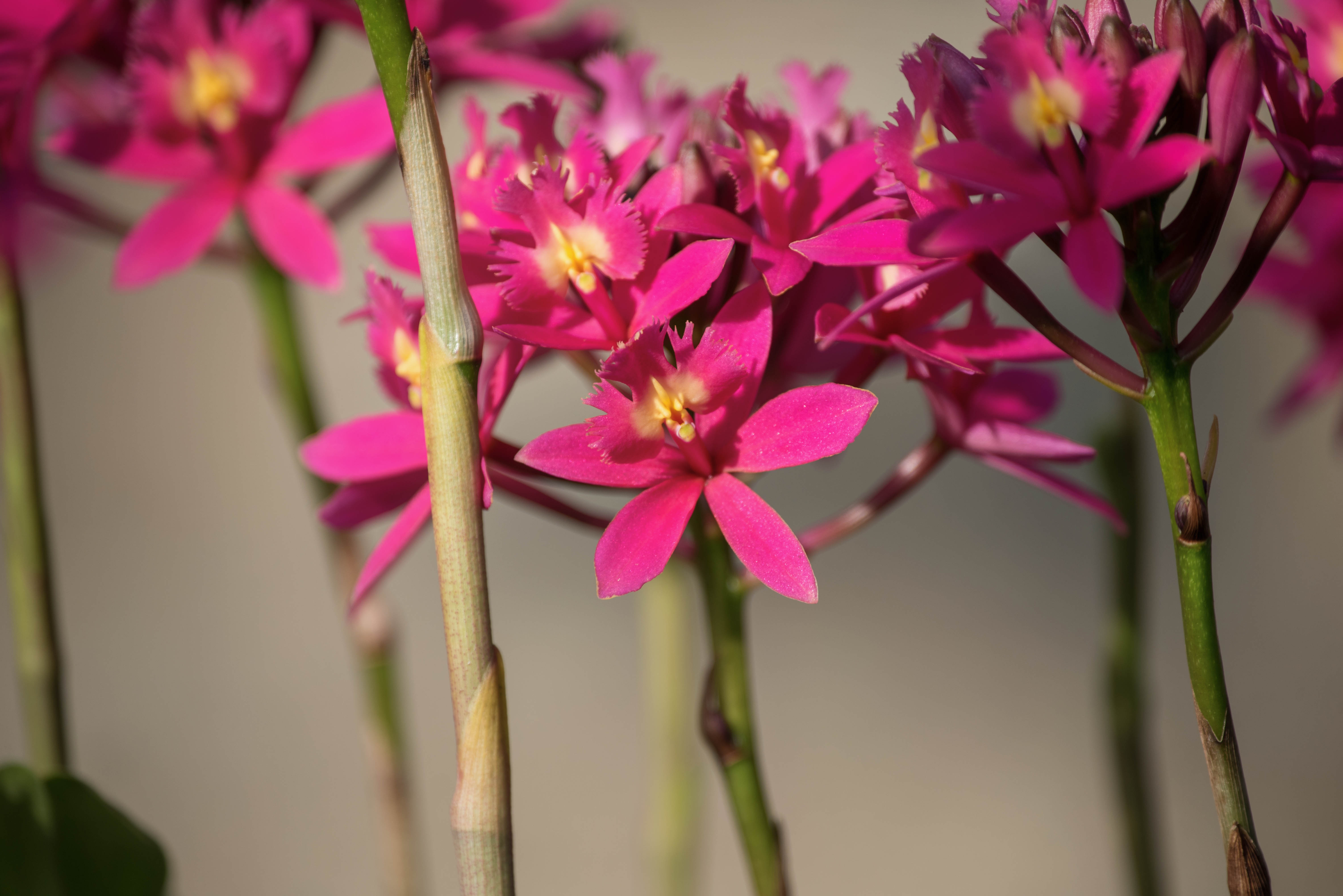 首发红花树兰