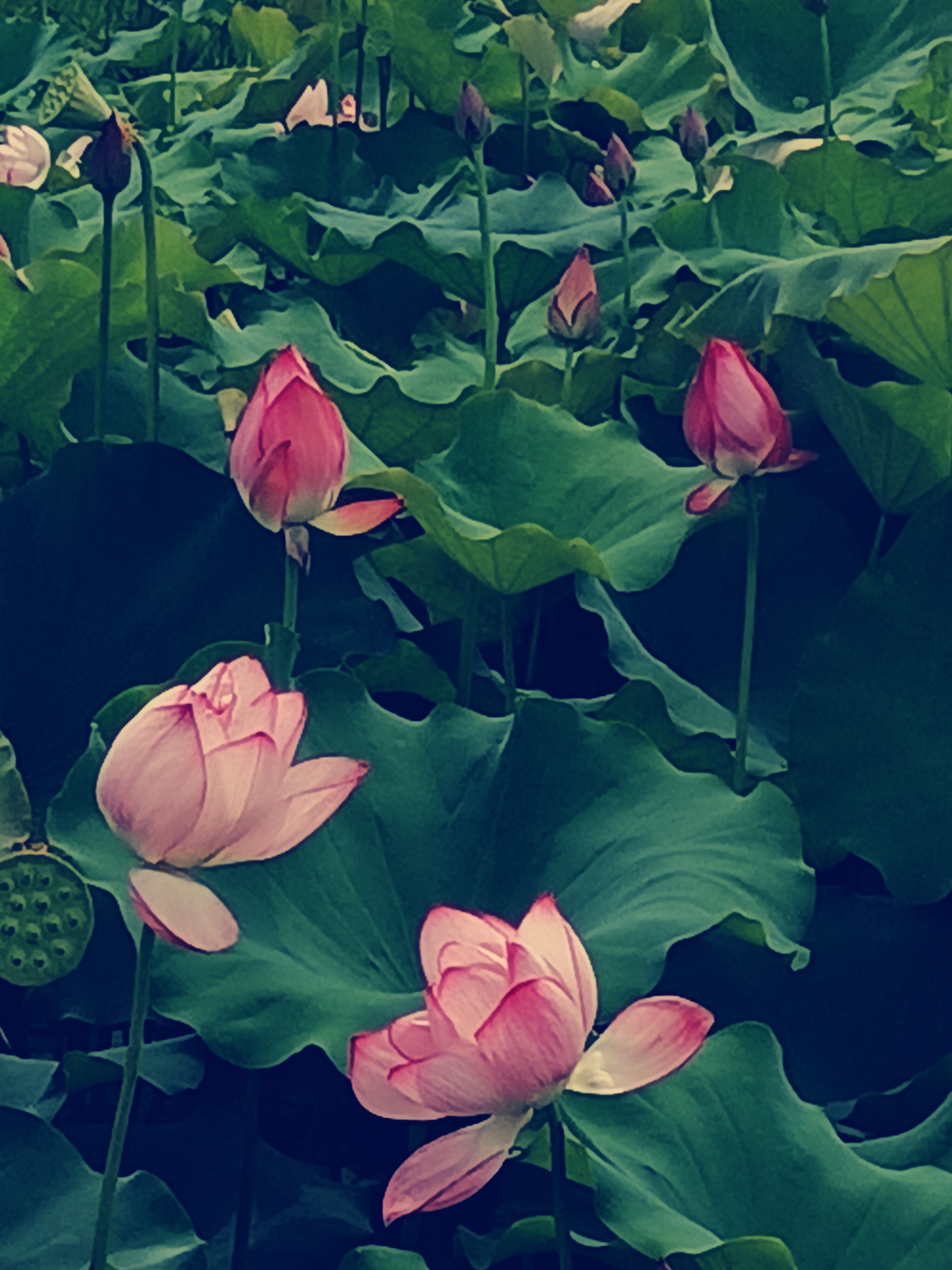 莲,是睡莲科,莲属植物.