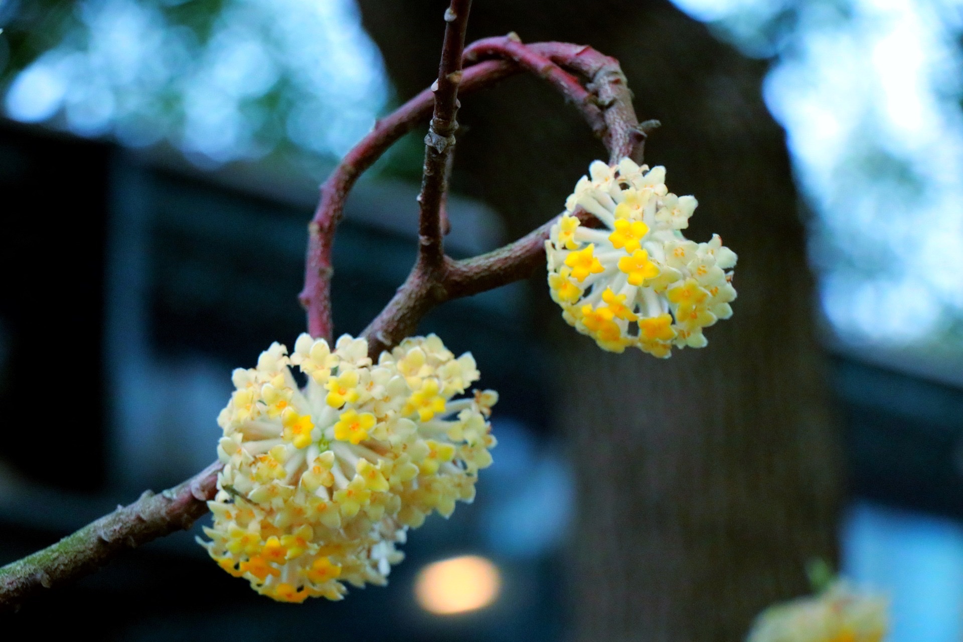 【首发】结香花(一)