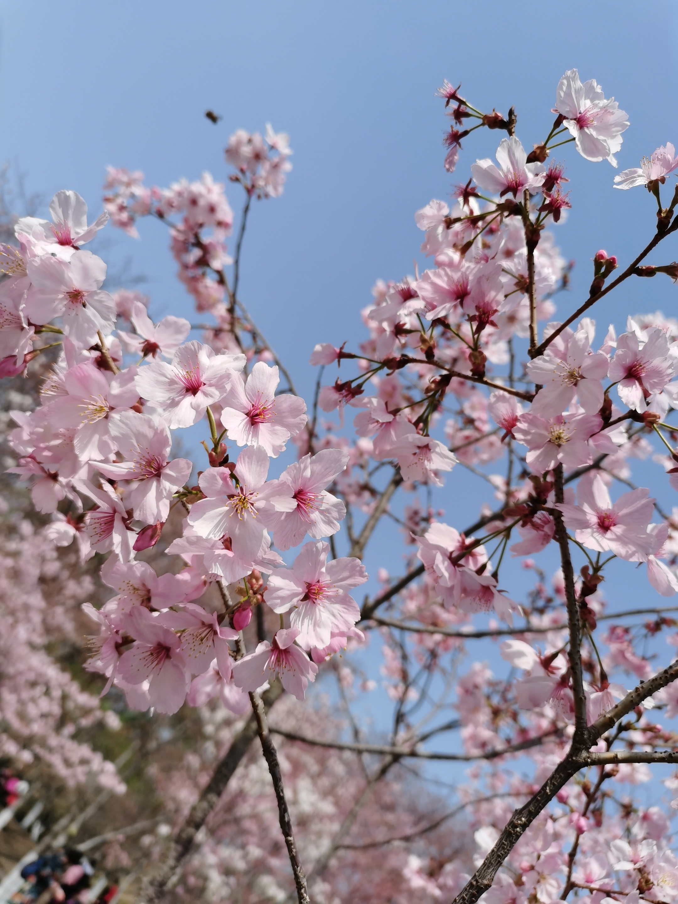 玉渊潭第三十二届樱花节开幕.2021年3月25号