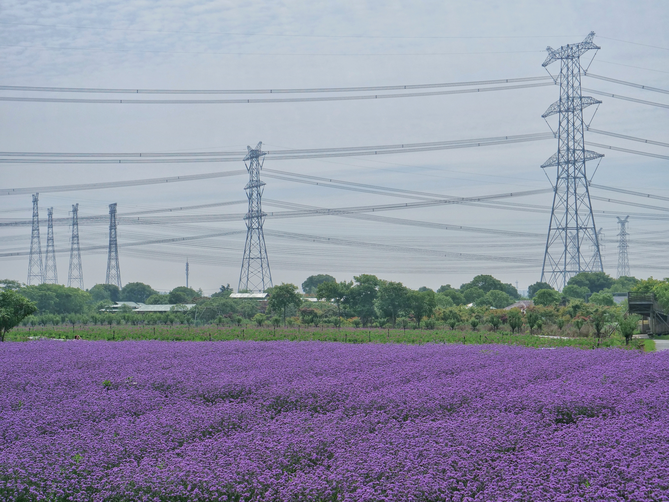 2021上海寻梦源首届薰衣草文化节