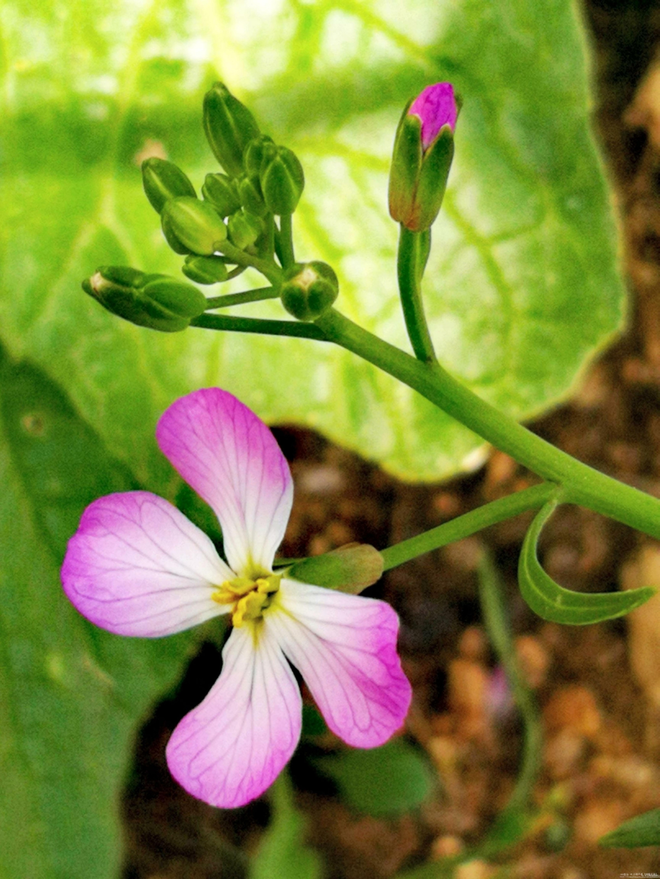 萝卜花