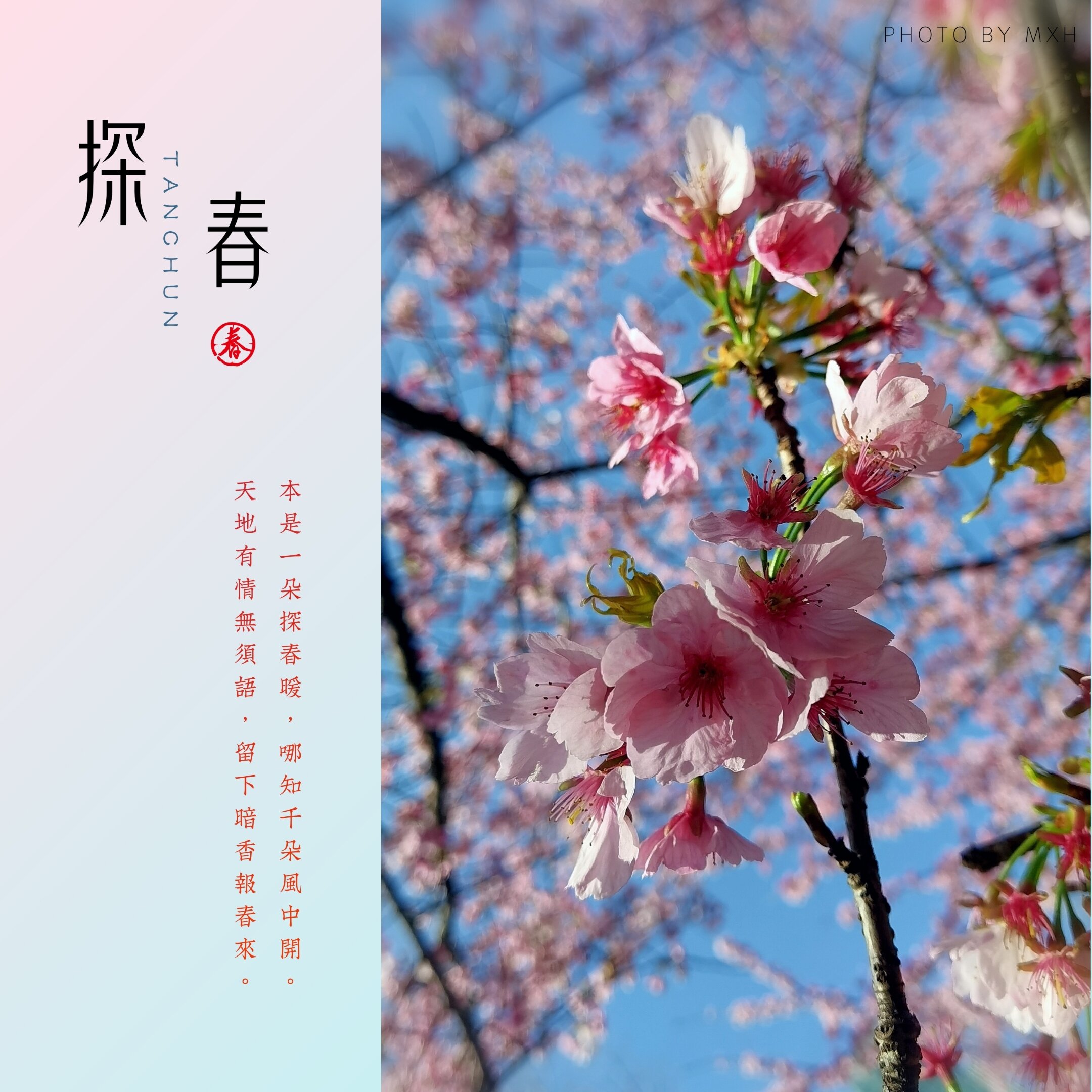 七绝    樱花