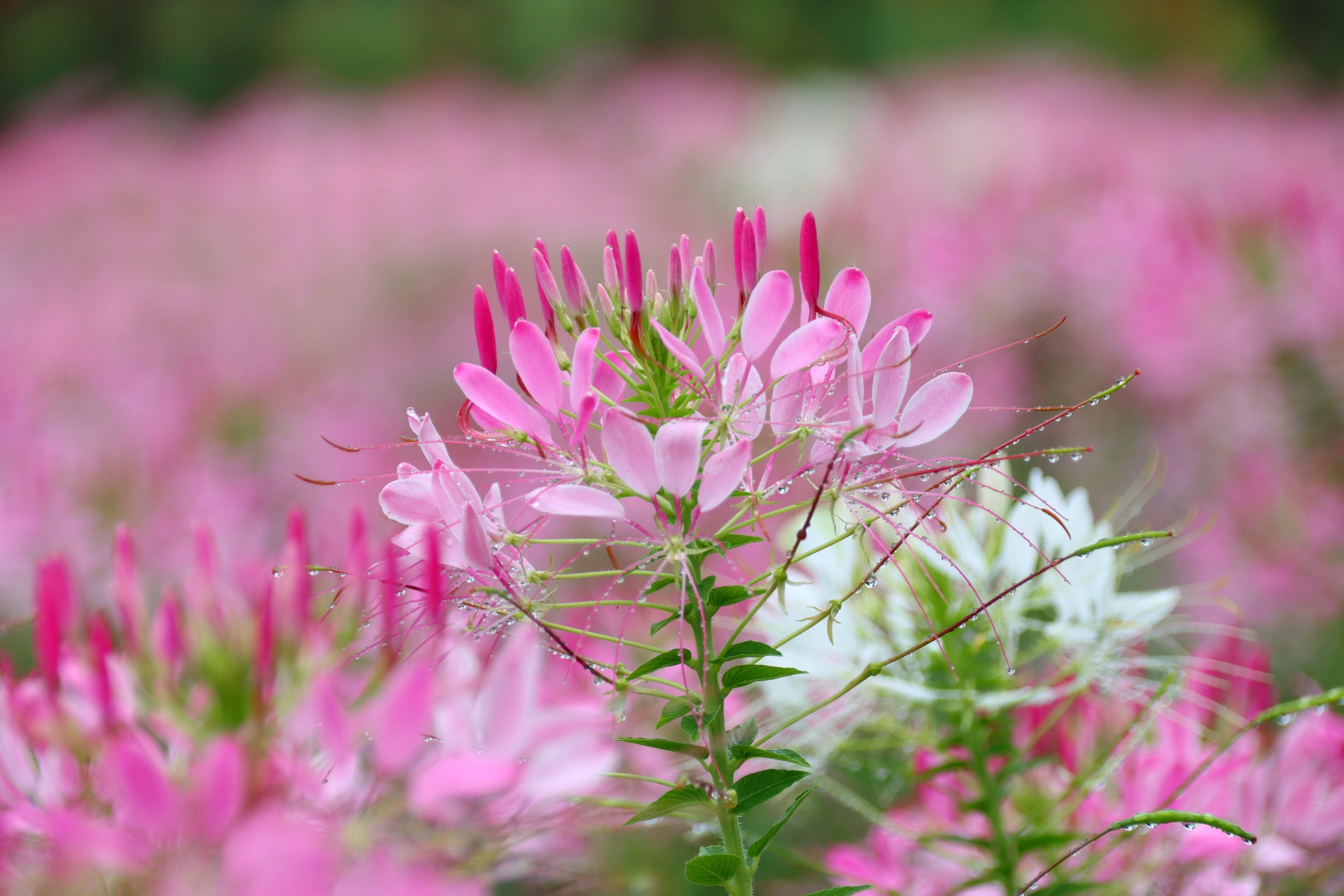 【首发】醉蝶花