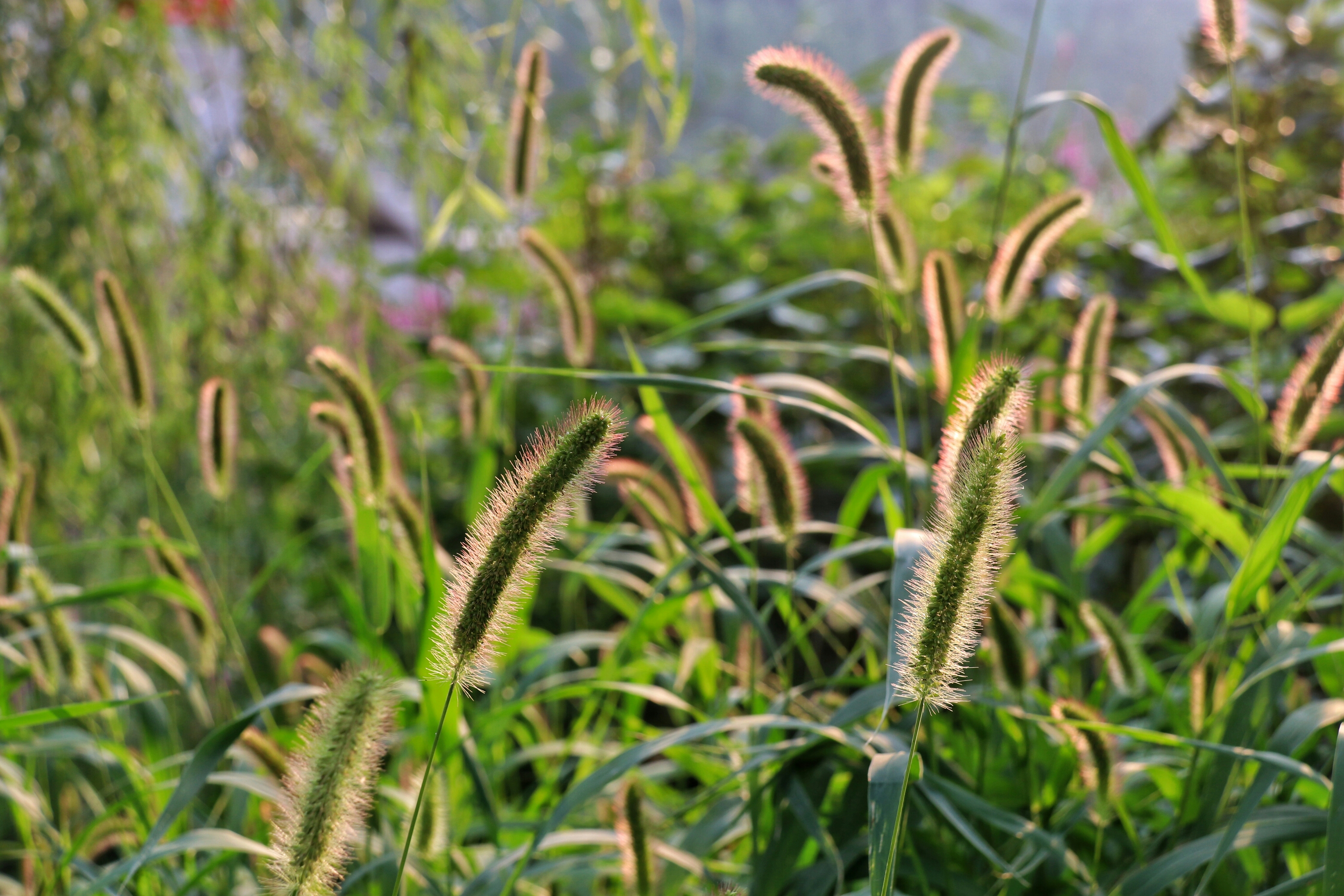 狗尾巴草