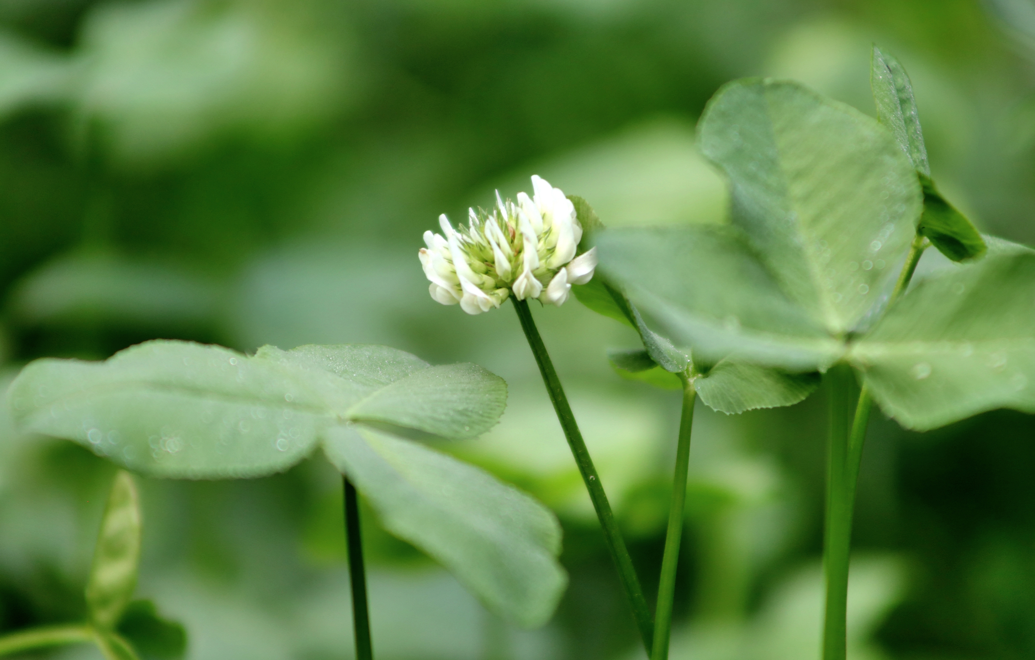 白花三叶草