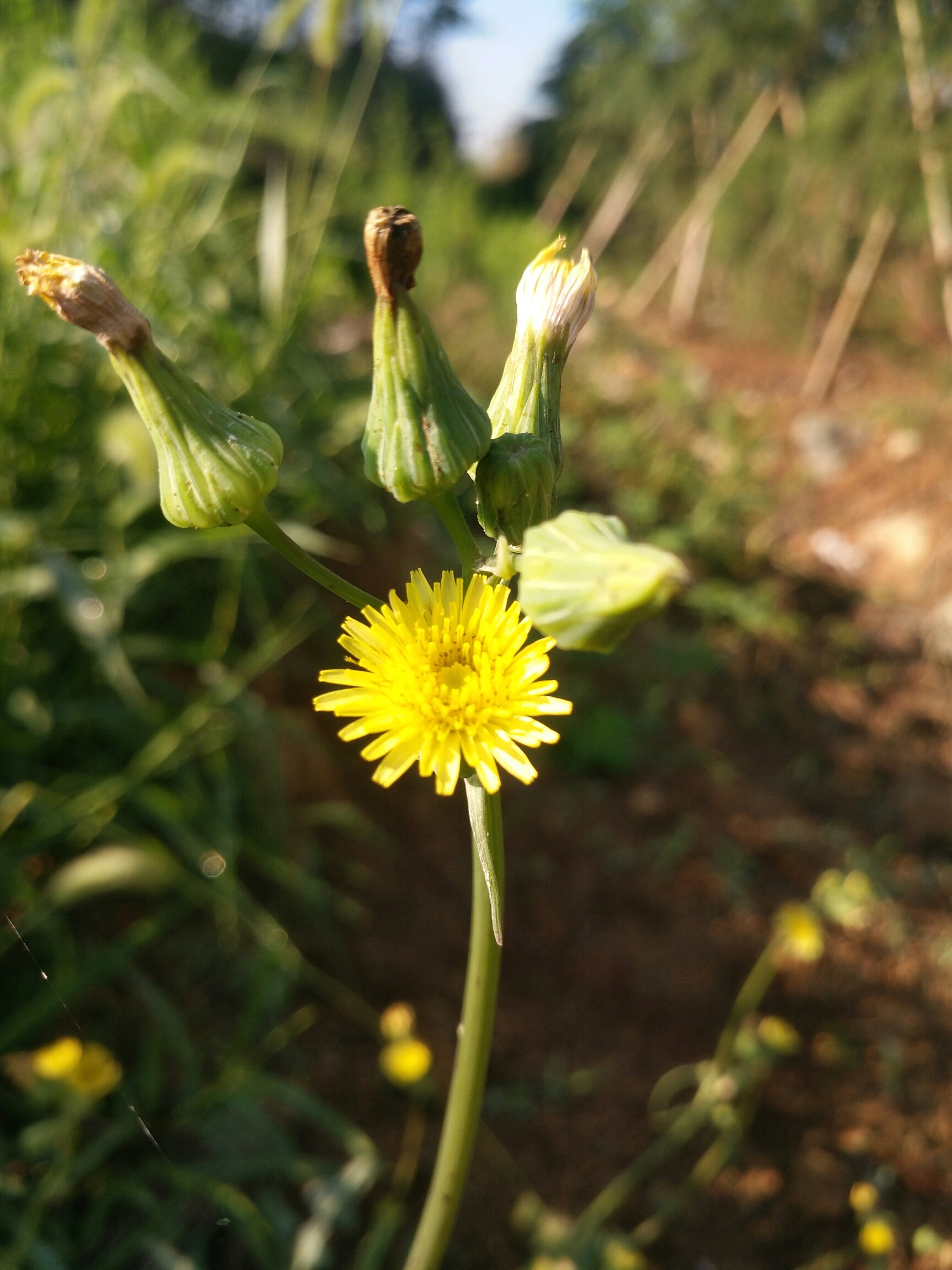 苦苣菜花(首发)