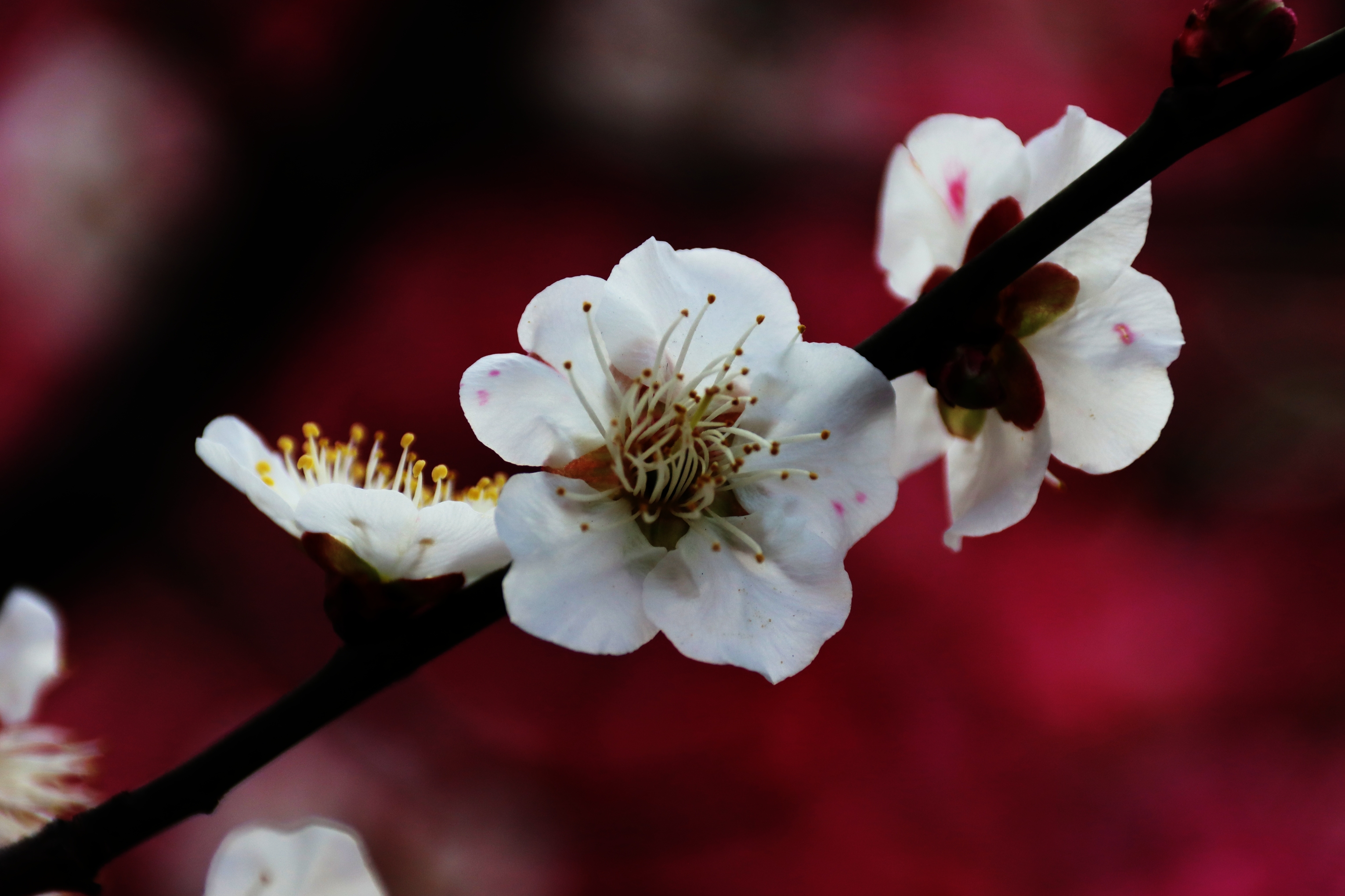 【首发】梅花香自苦寒来