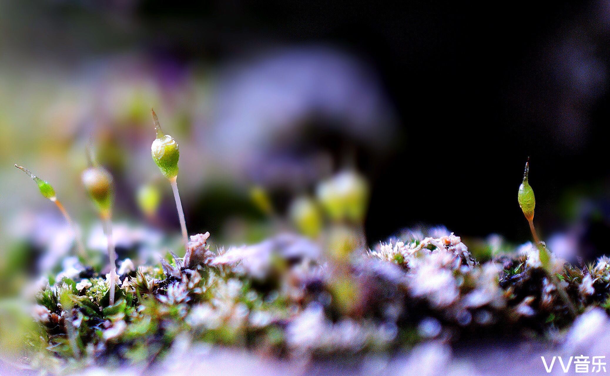 苔花