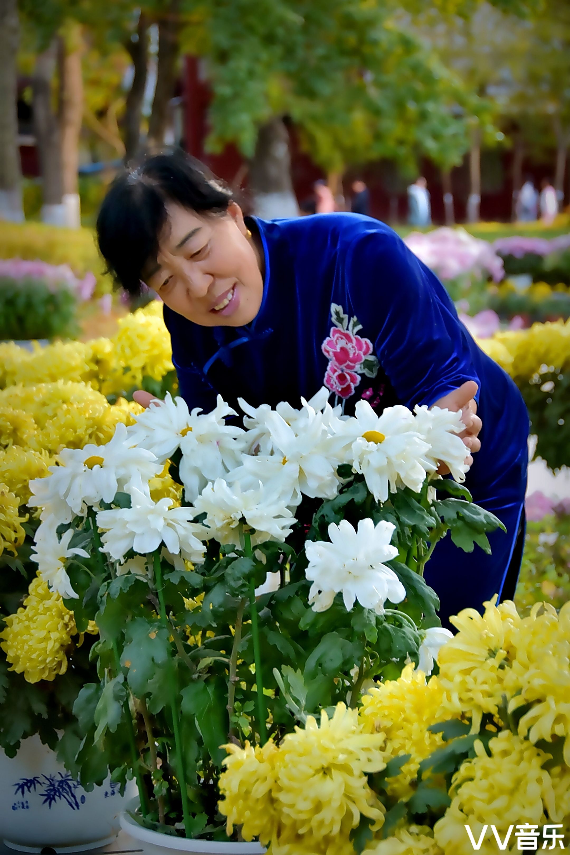 秋菊