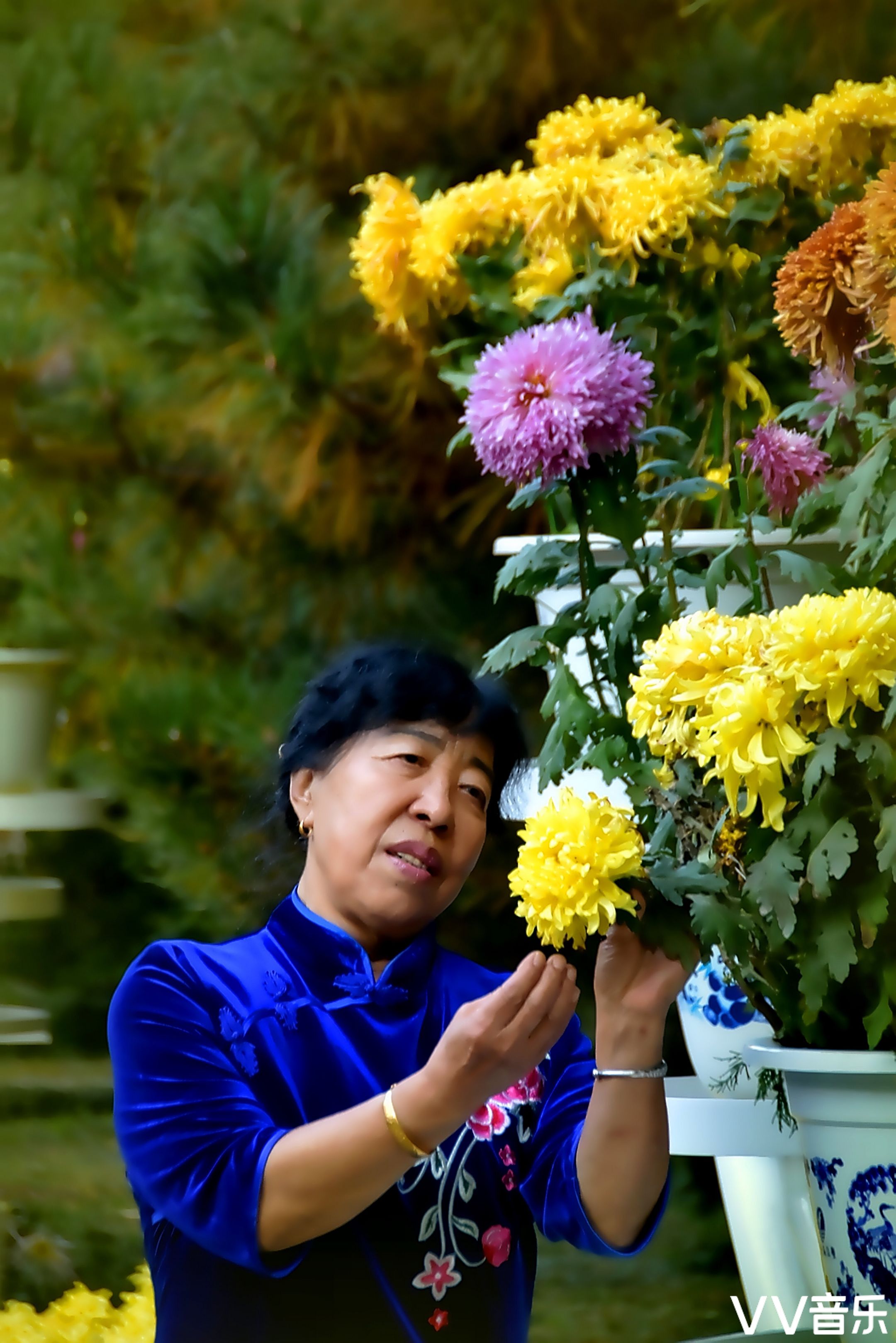 秋菊