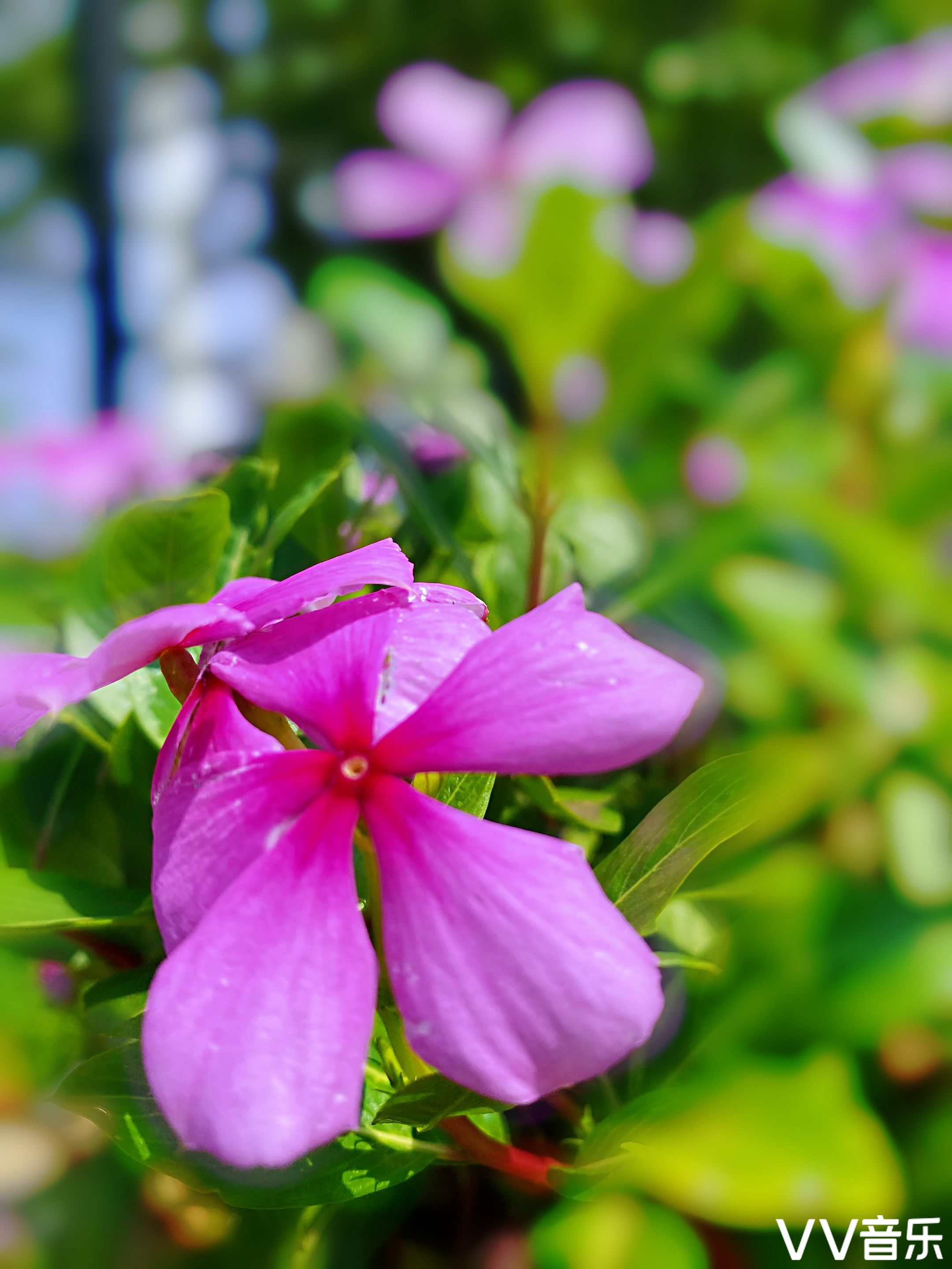 蔓长春花
