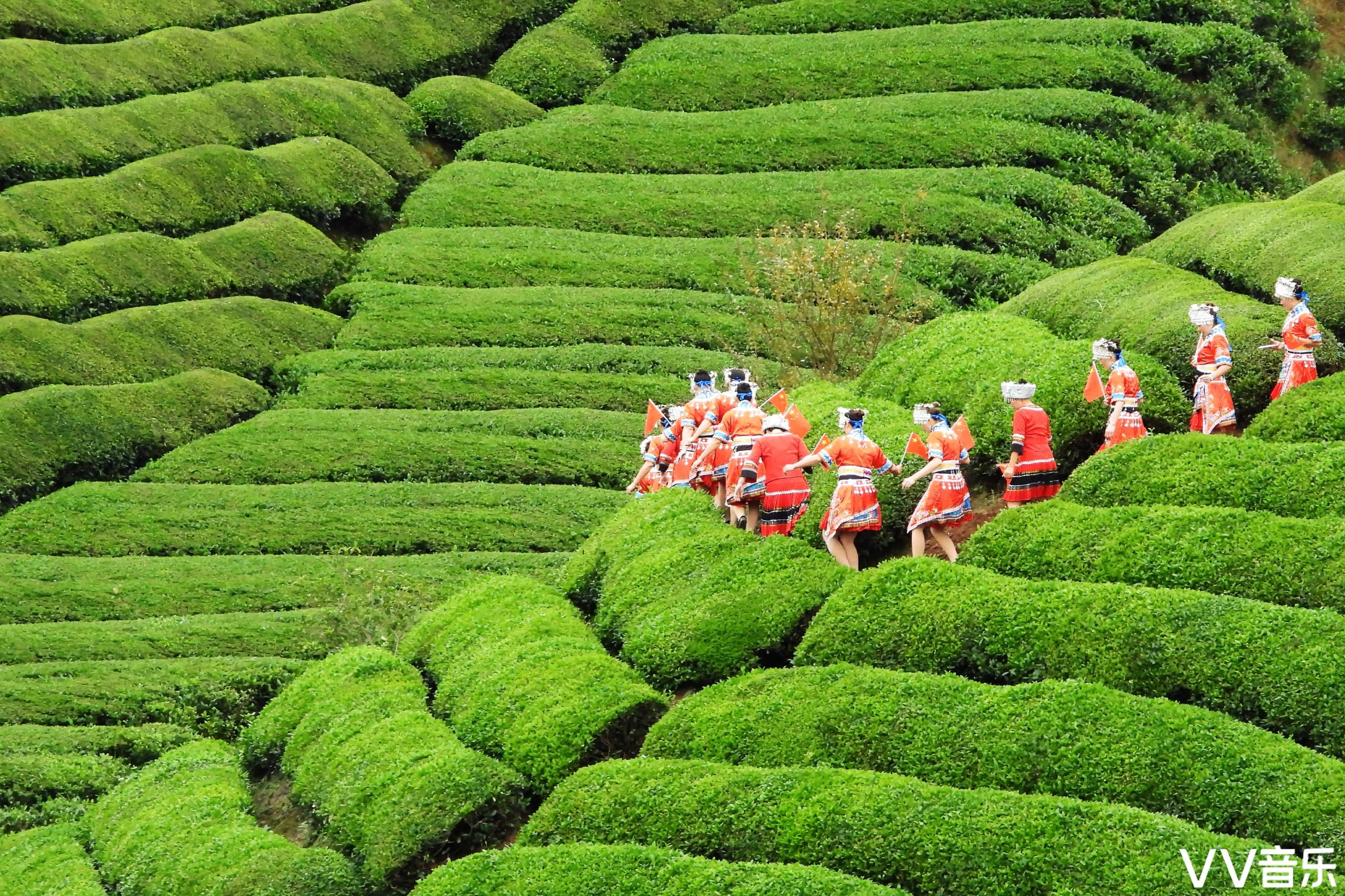 中国最美茶园木耳山
