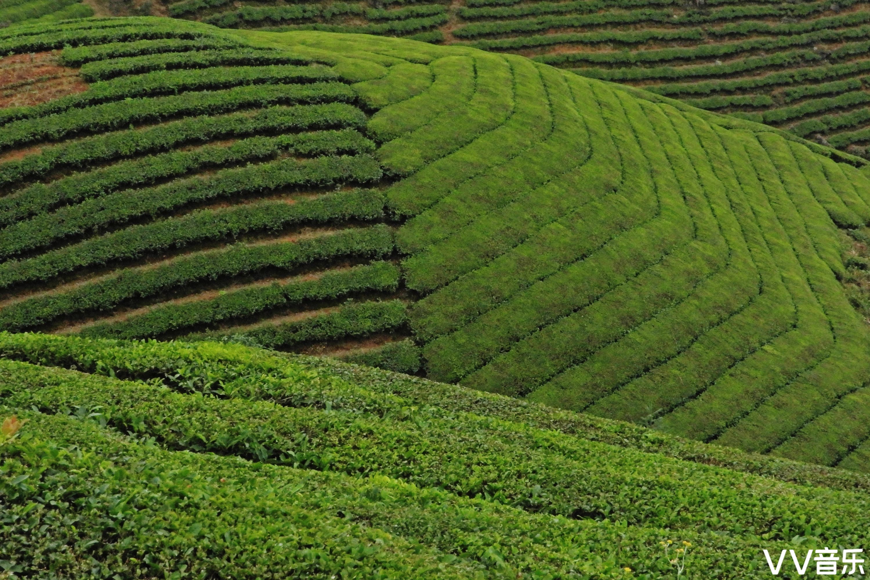 中国最美茶园木耳山