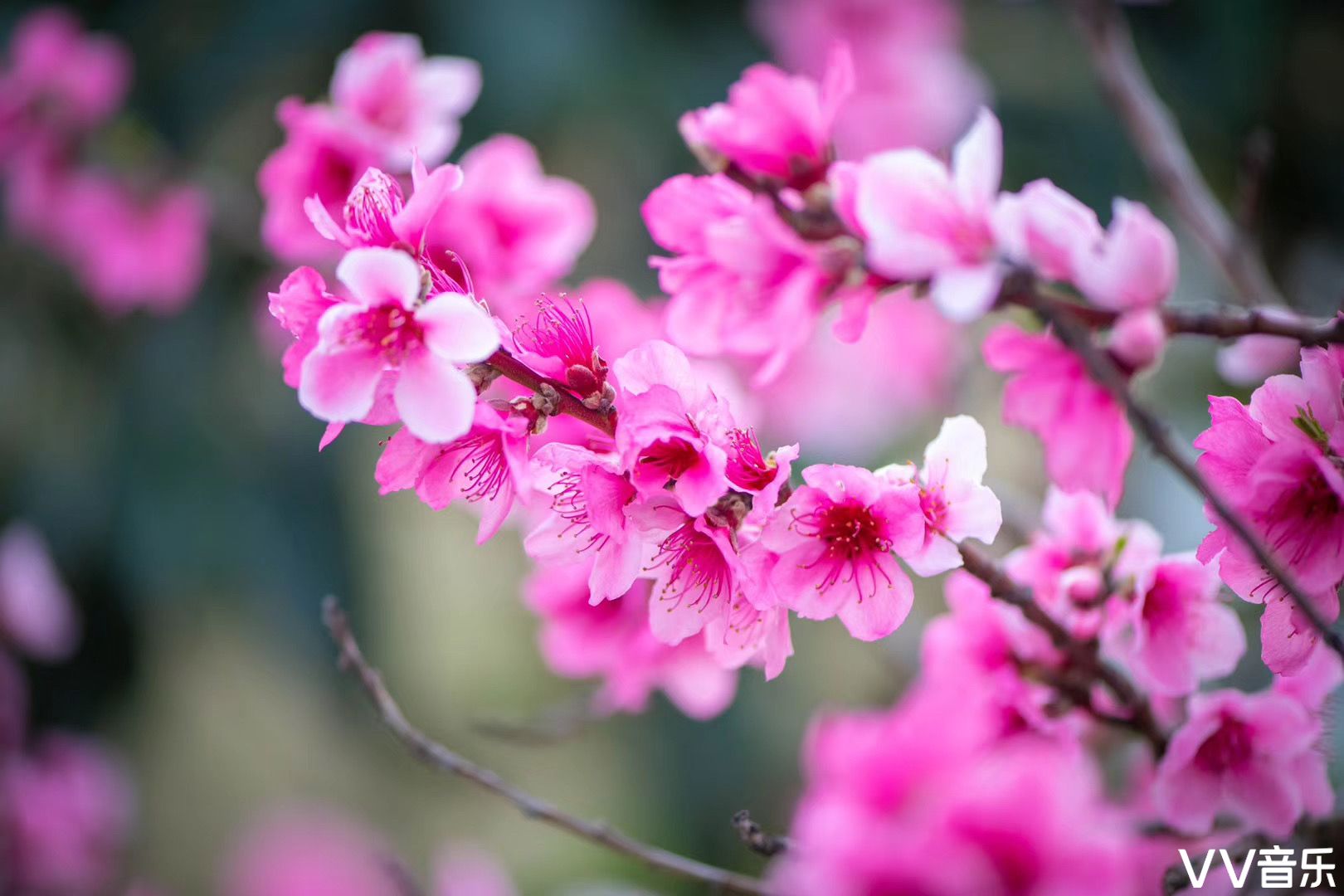 春日蟠桃花艳红满树梨花迎春开