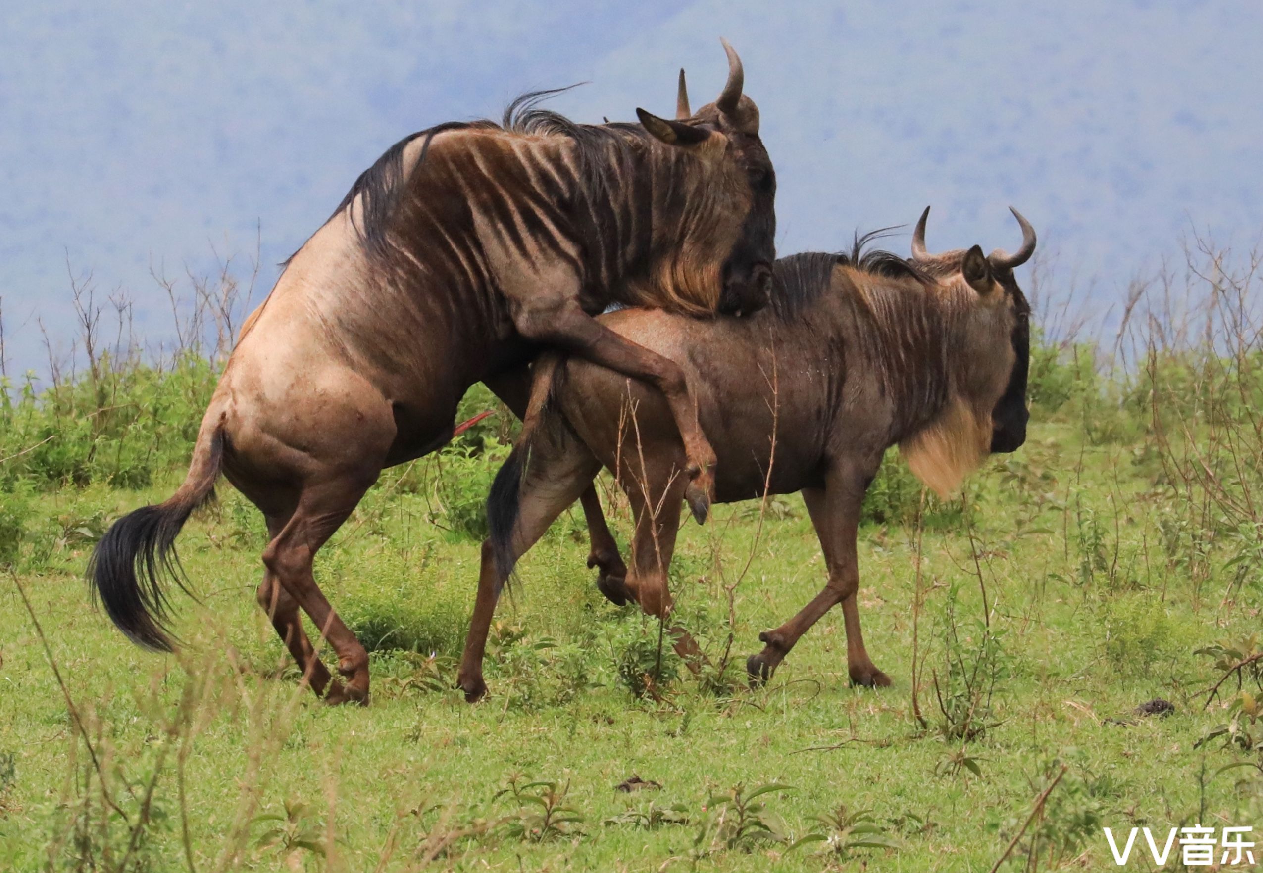 肯尼亚之旅…走进动物世界(五) 非洲角马