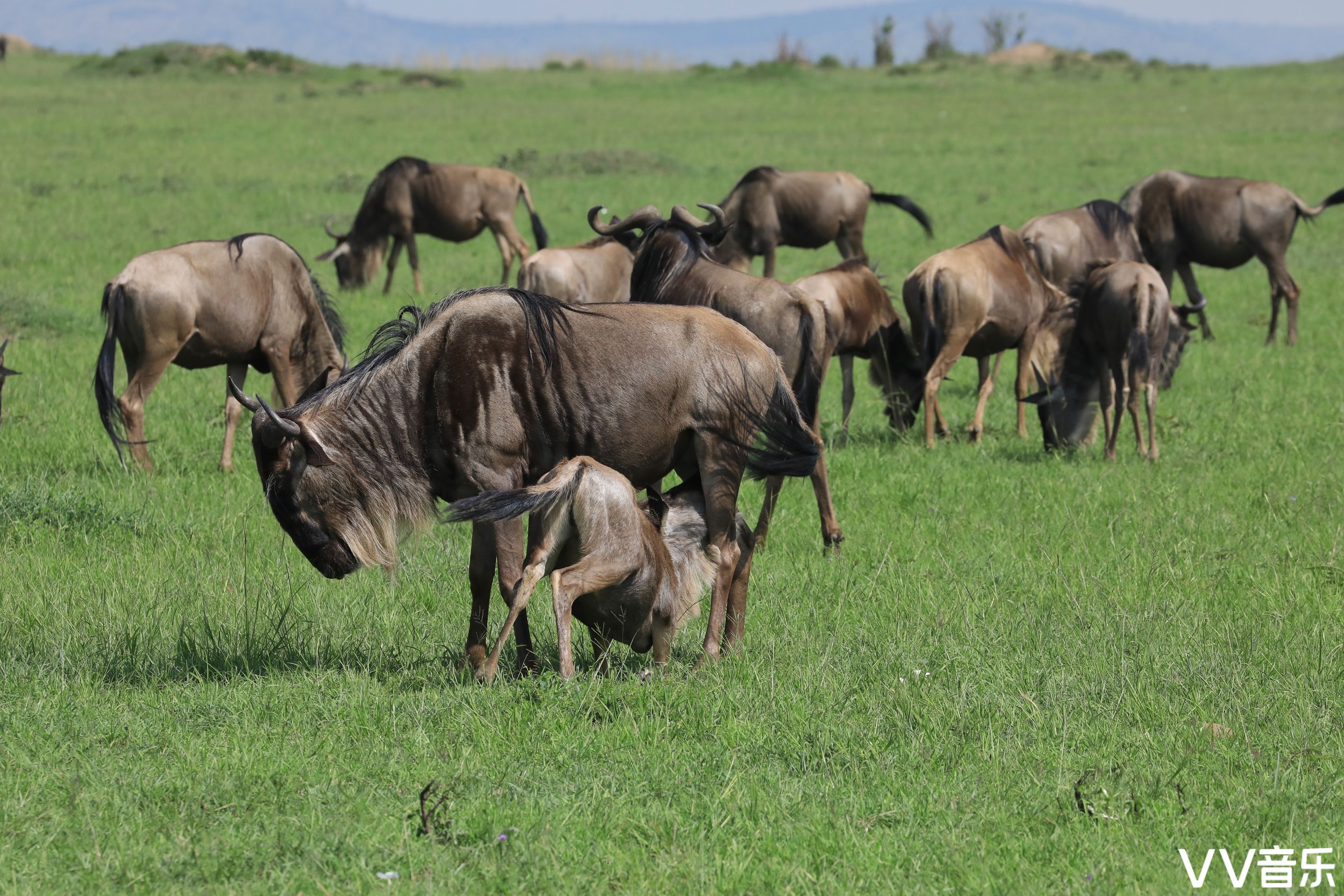 肯尼亚之旅…走进动物世界(五 非洲角马