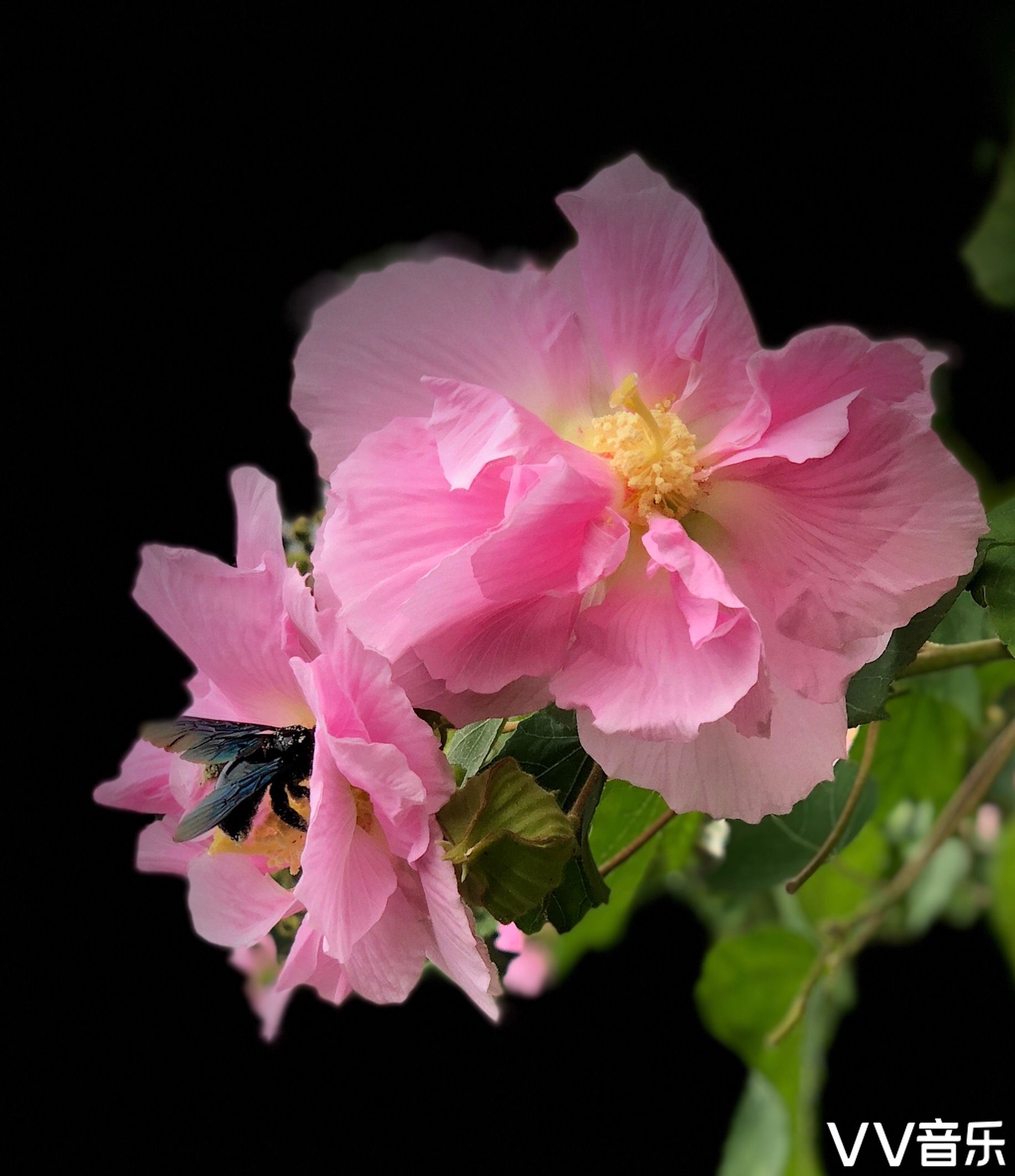 芙蓉花手机拍摄