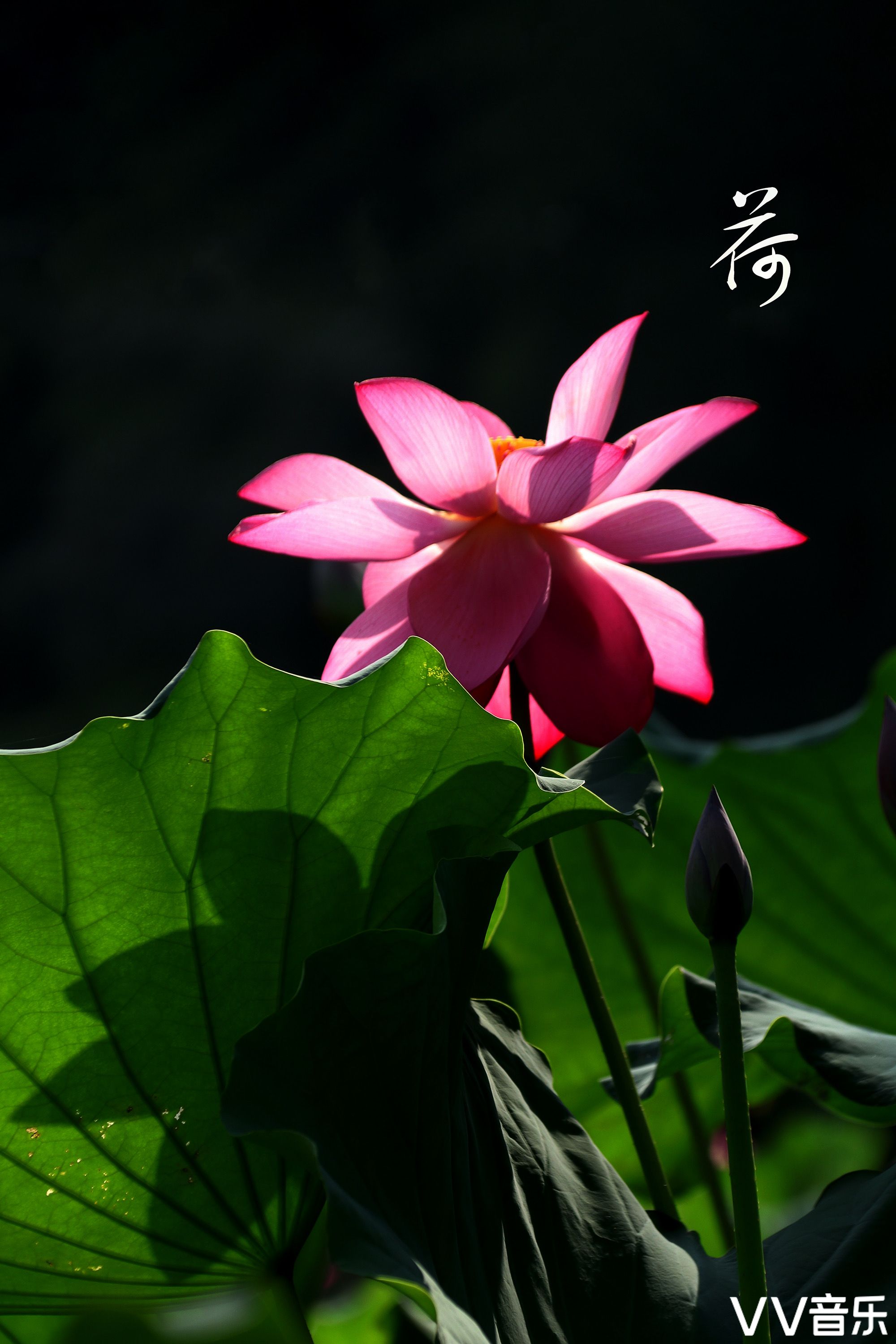 摄影 心静如水