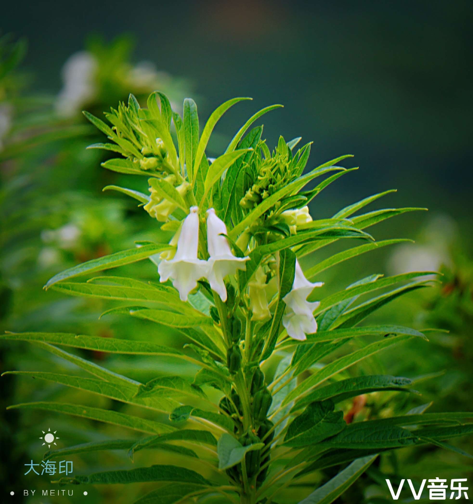 芝麻开花vv首发