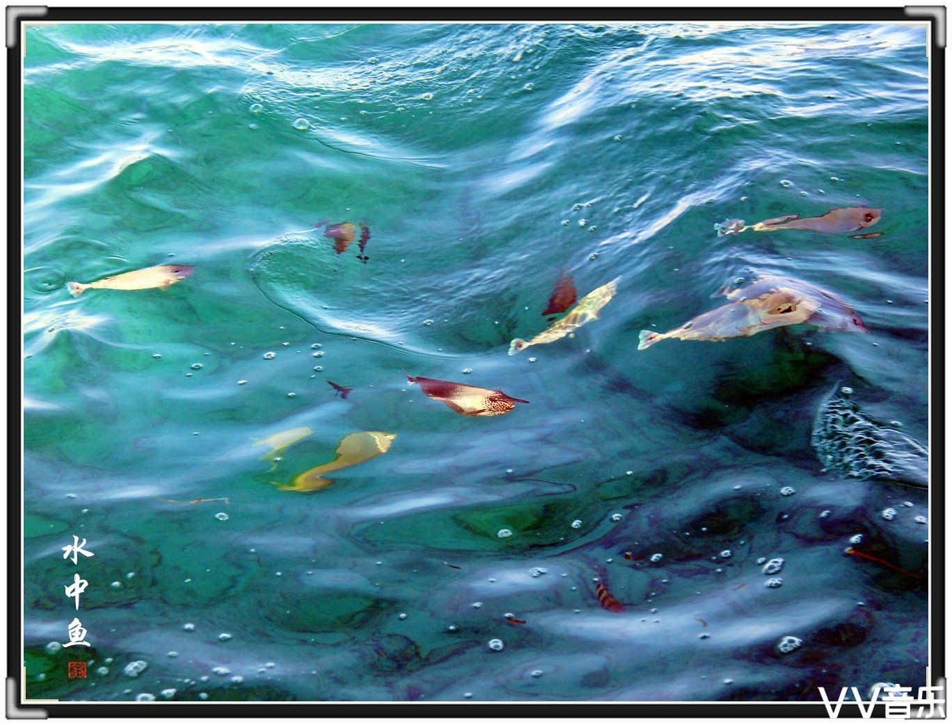 — 碧海水中鱼 —   水中各类游鱼,其形其容其色,丰富多彩!