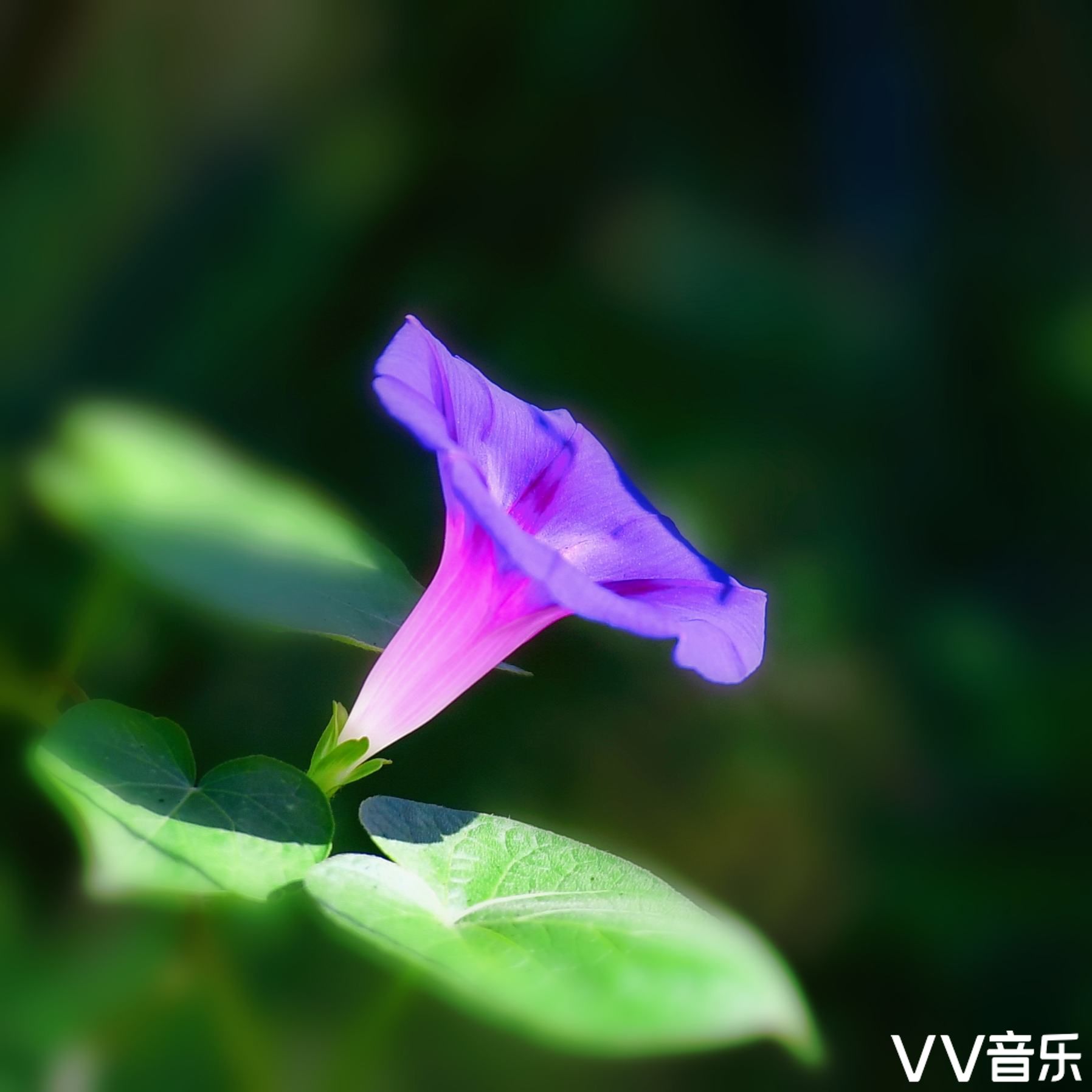 牵牛花,别名:喇叭花,还有个俗名叫勤娘子,它在夏末秋初的清晨太阳