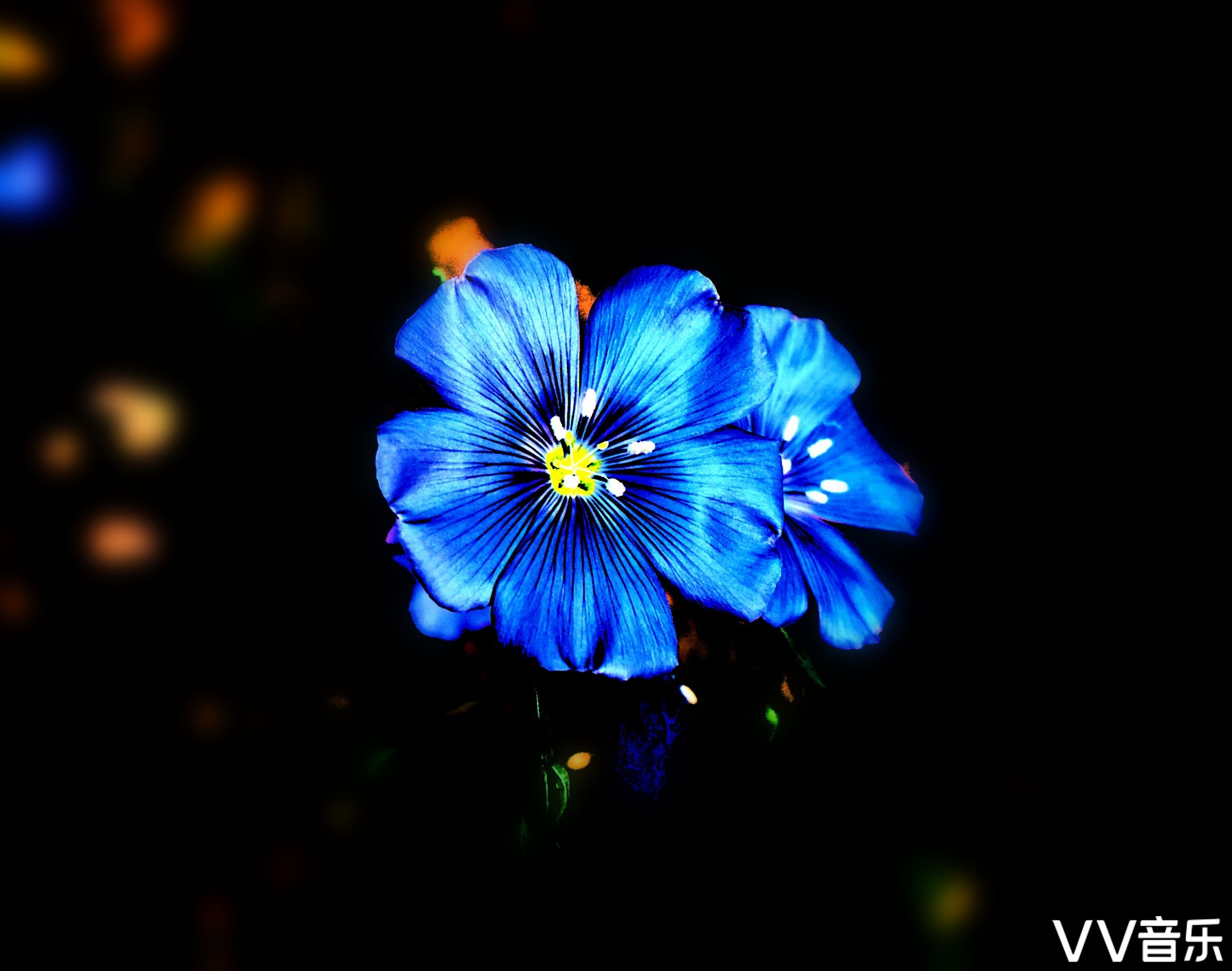 亚麻花