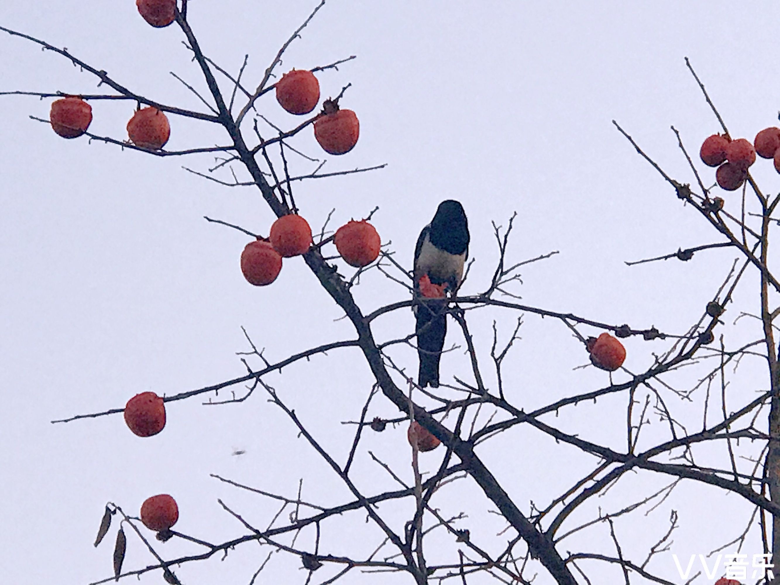 喜鹊与柿子