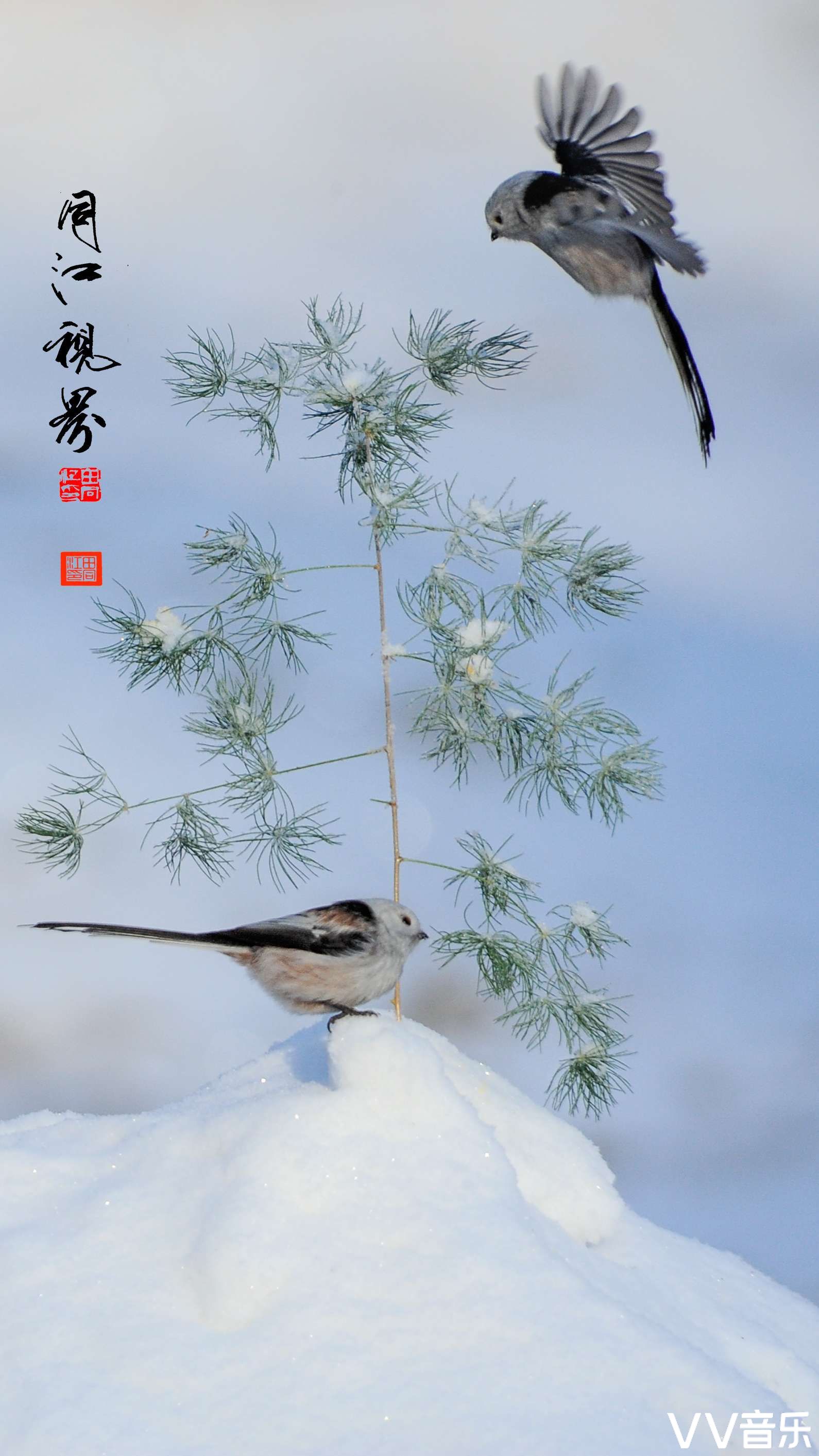 wk1,jan 2021~唯美自然风光&花鸟&画意精品影展专辑