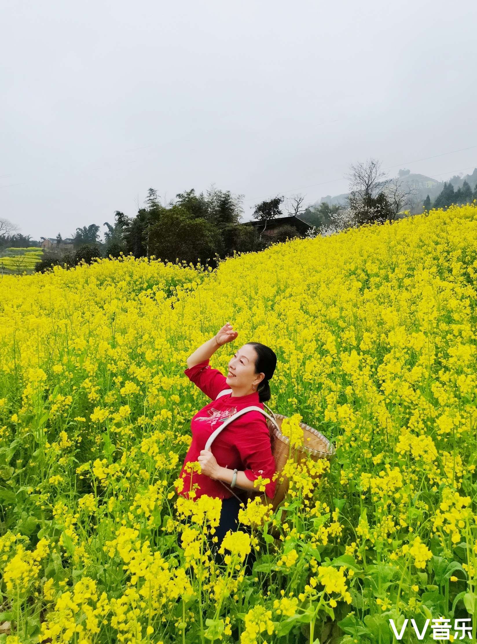 油菜花开