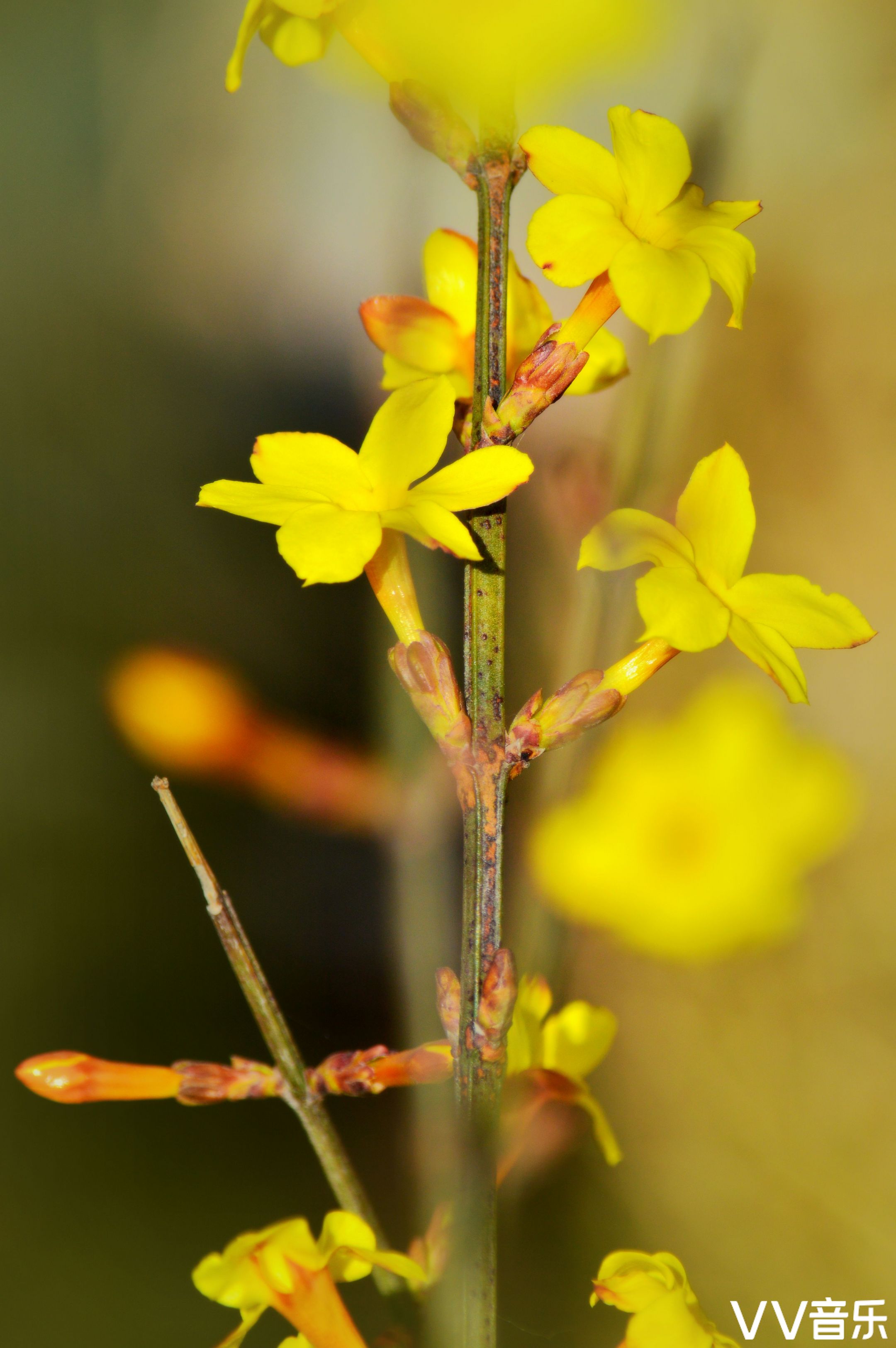 迎春花