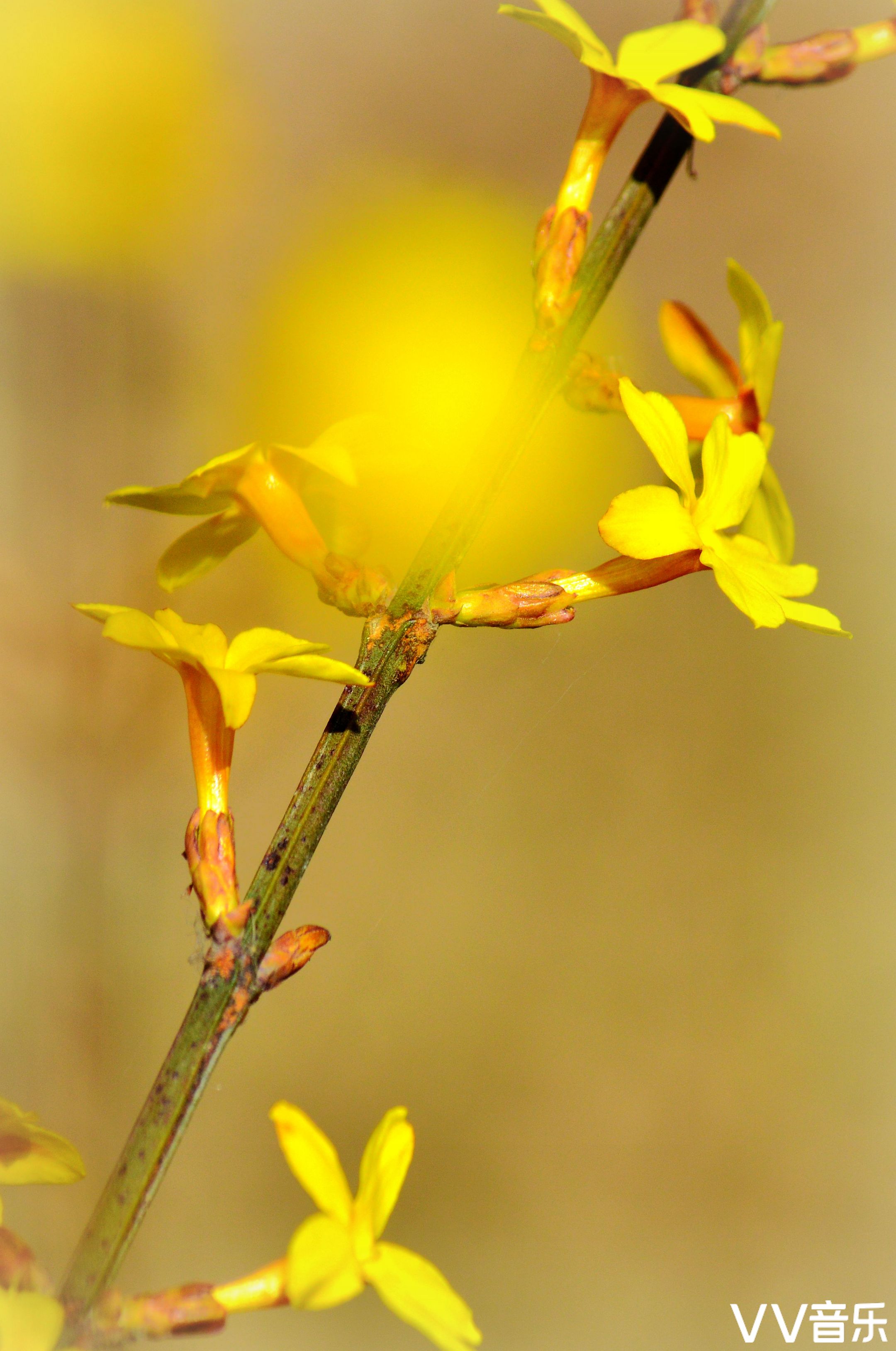 迎春花