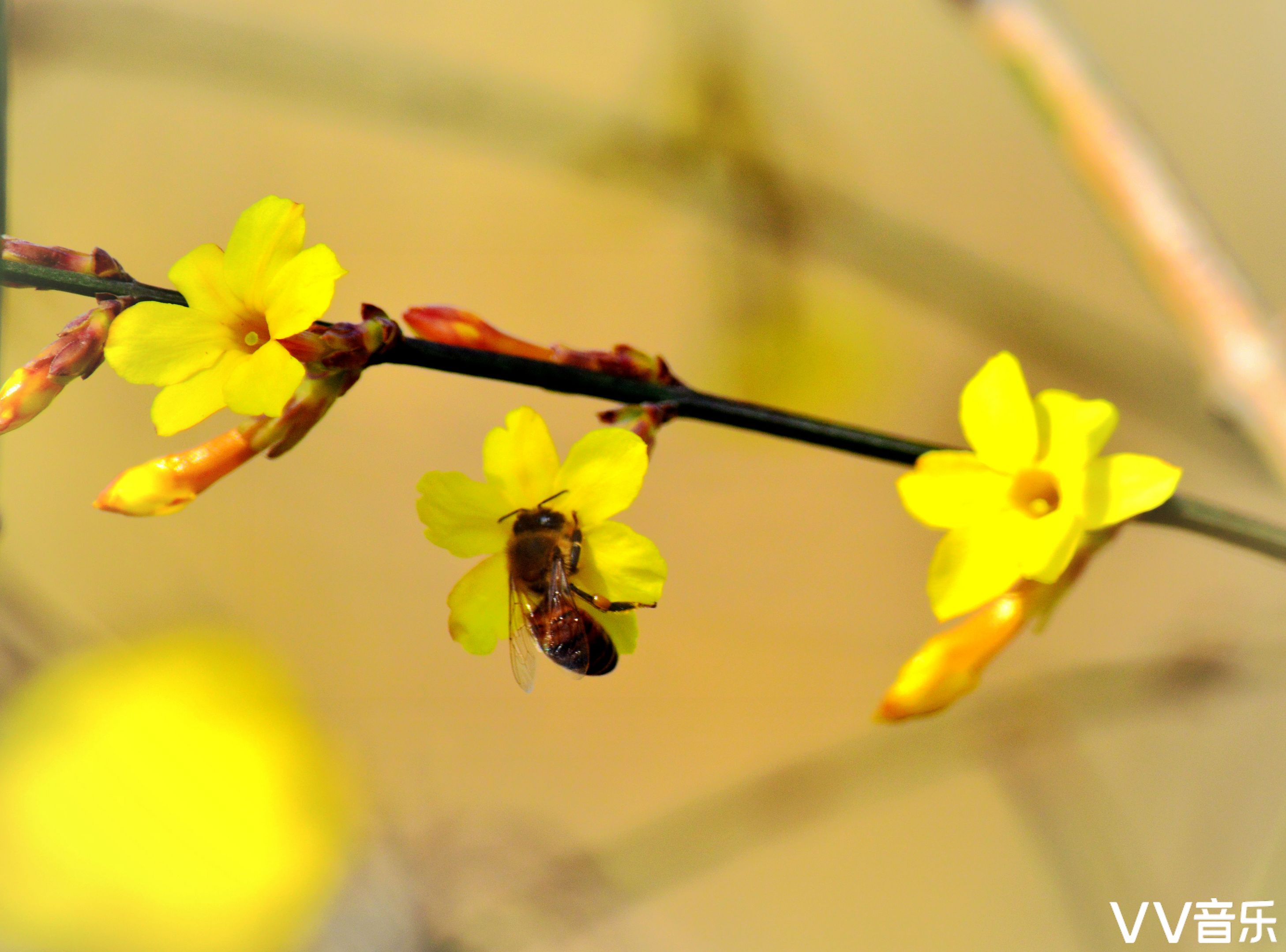 迎春花