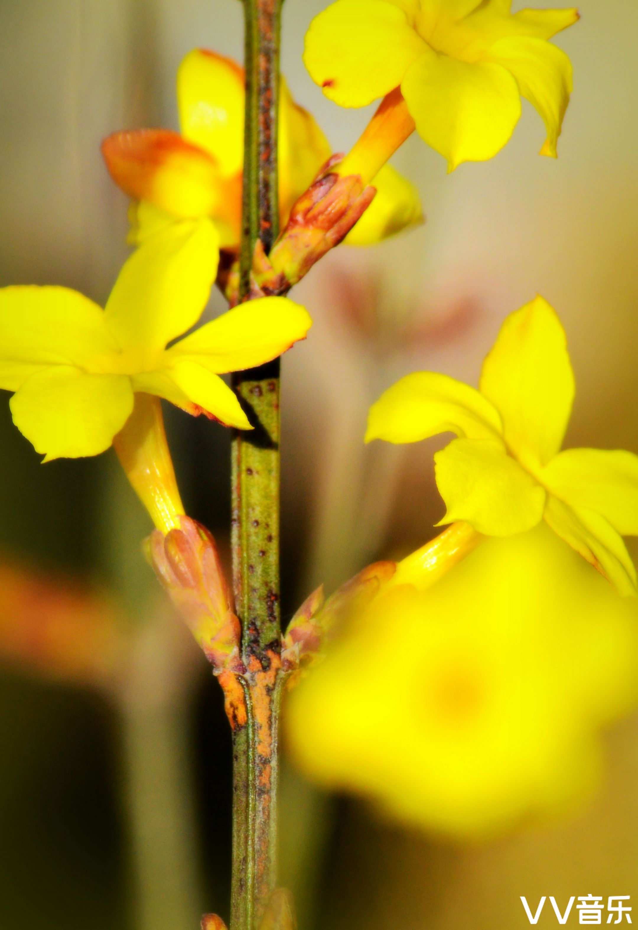 迎春花