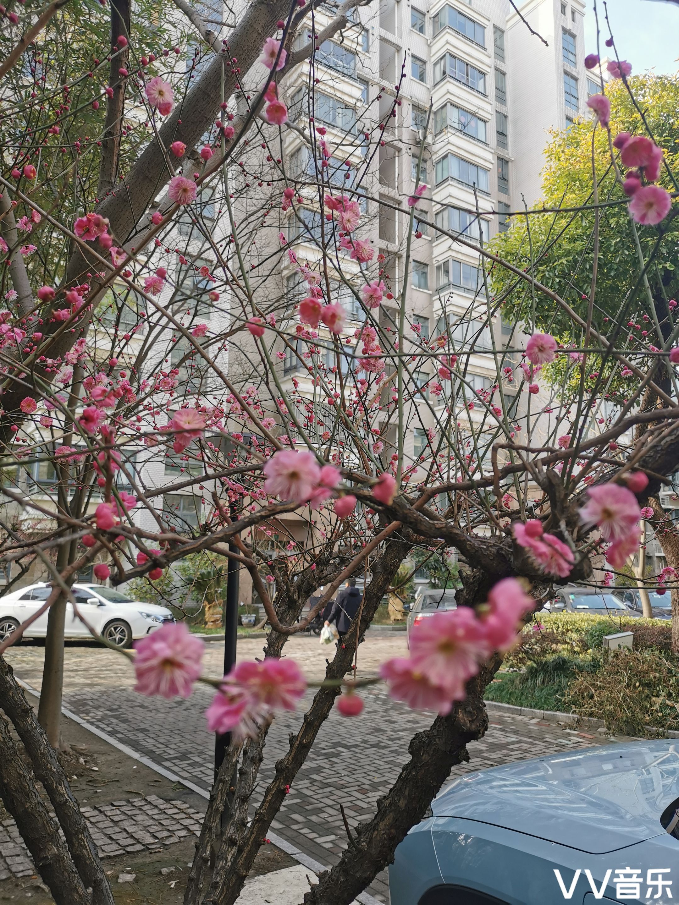 红梅花开