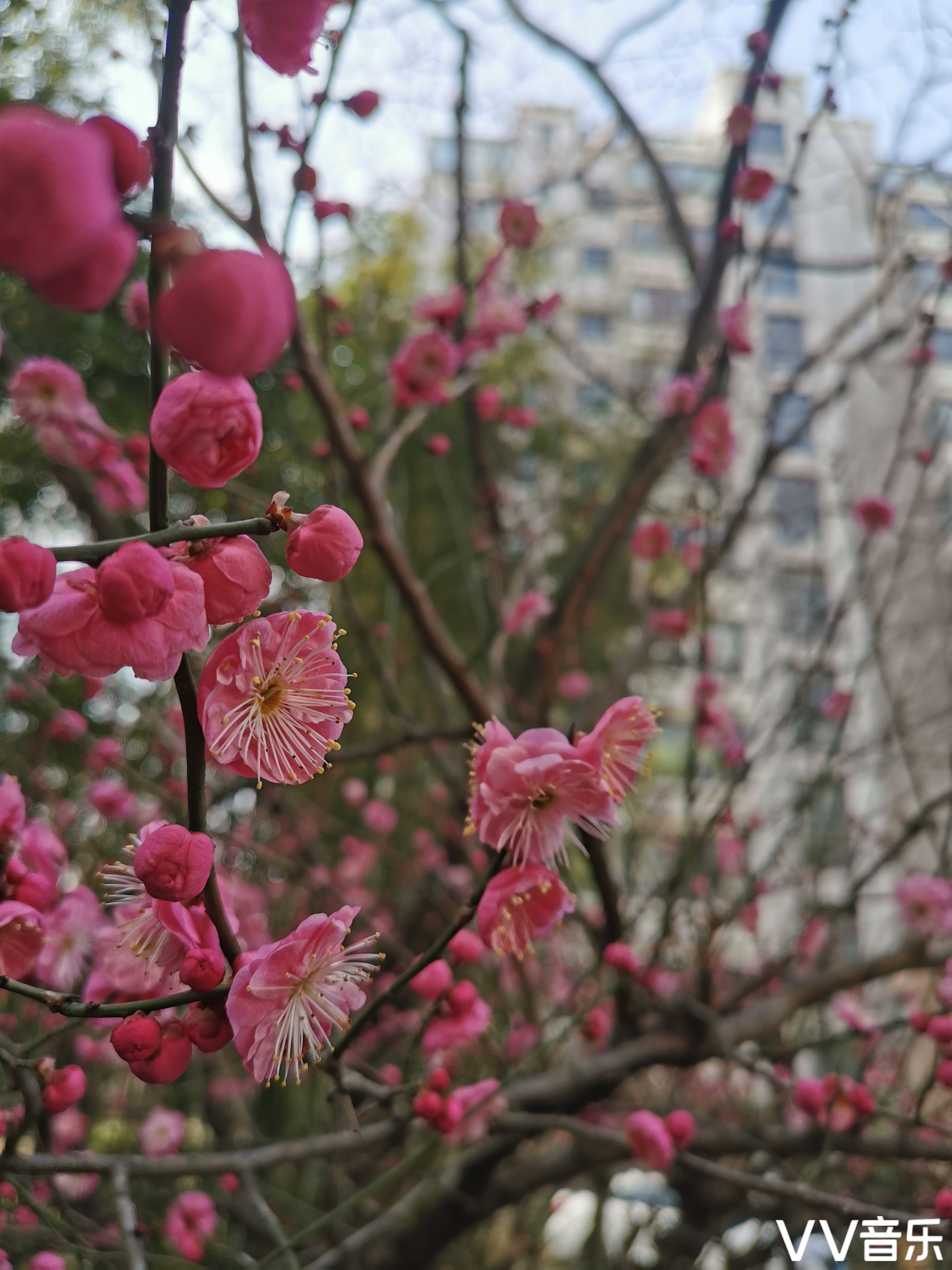 红梅花开