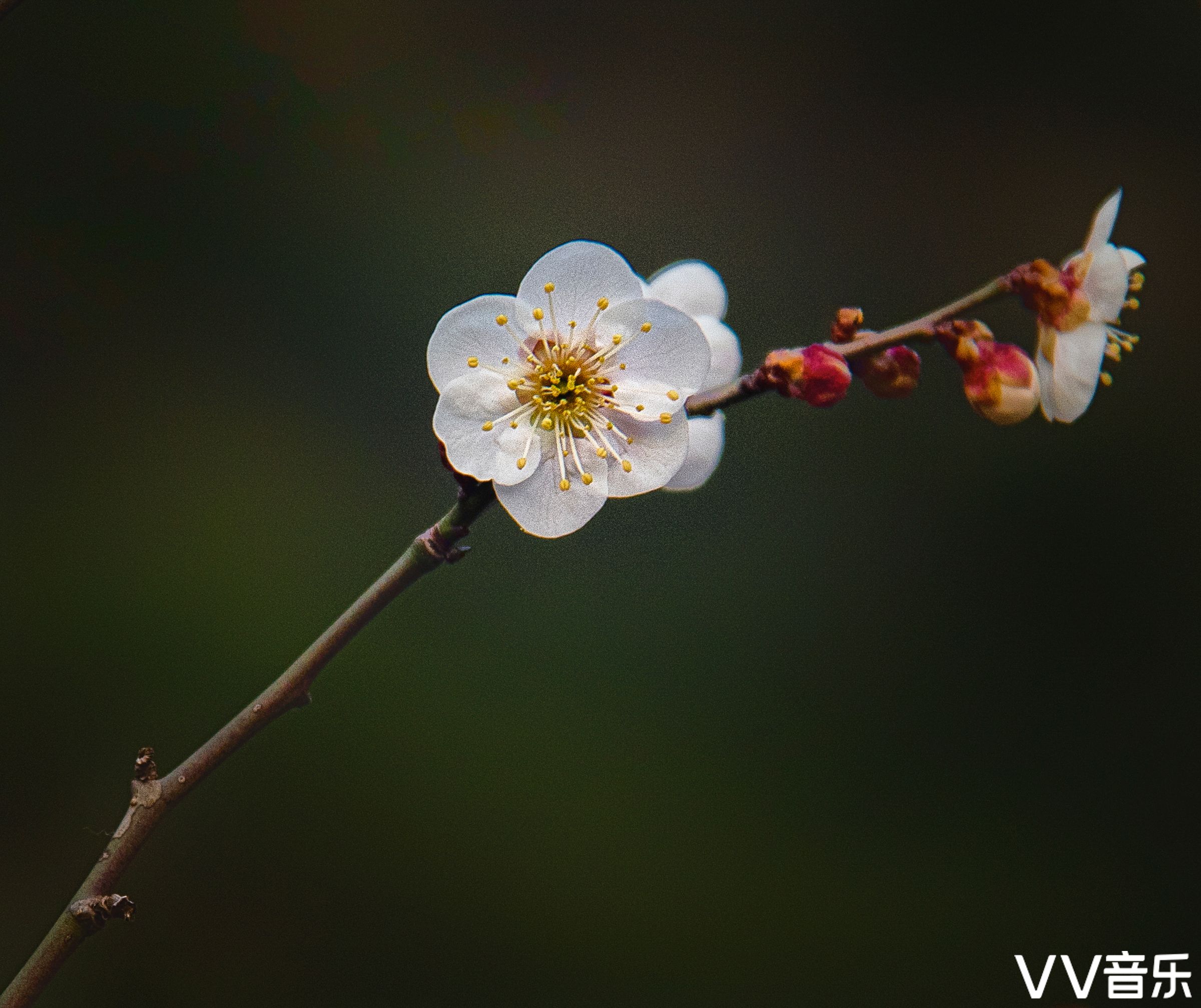 暗香疏影,一身傲骨的梅花